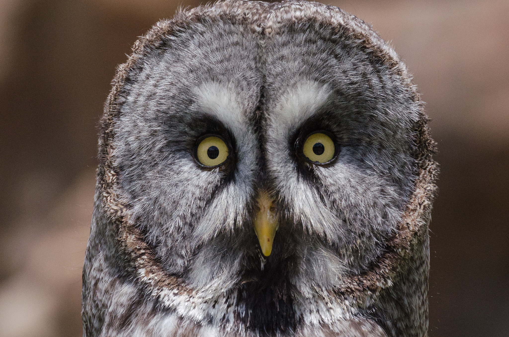 Nikon AF-S Nikkor 70-200mm F2.8G ED VR II sample photo. Yellow eyes photography