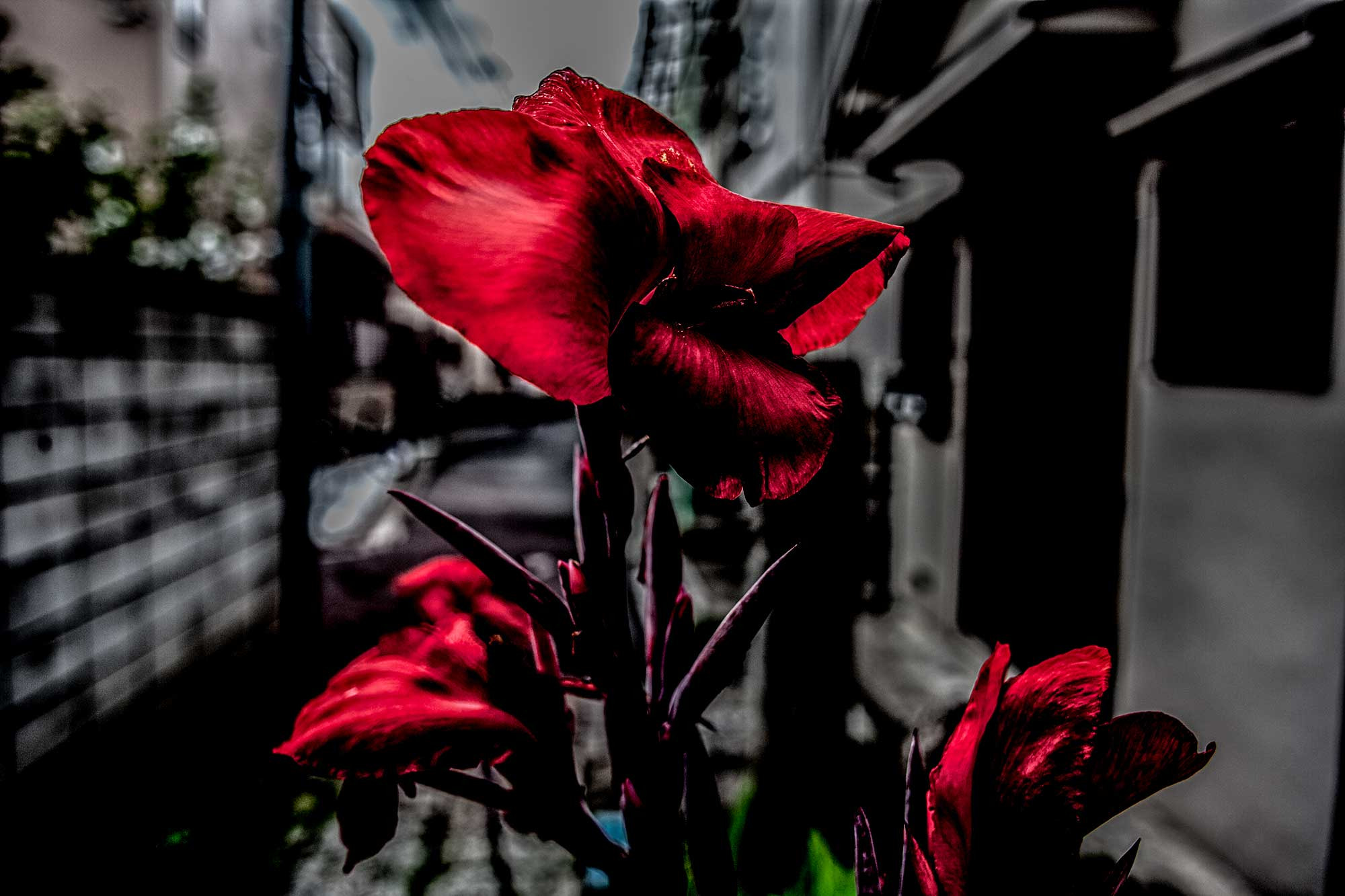 Canon EF 24mm F2.8 sample photo. Img photography