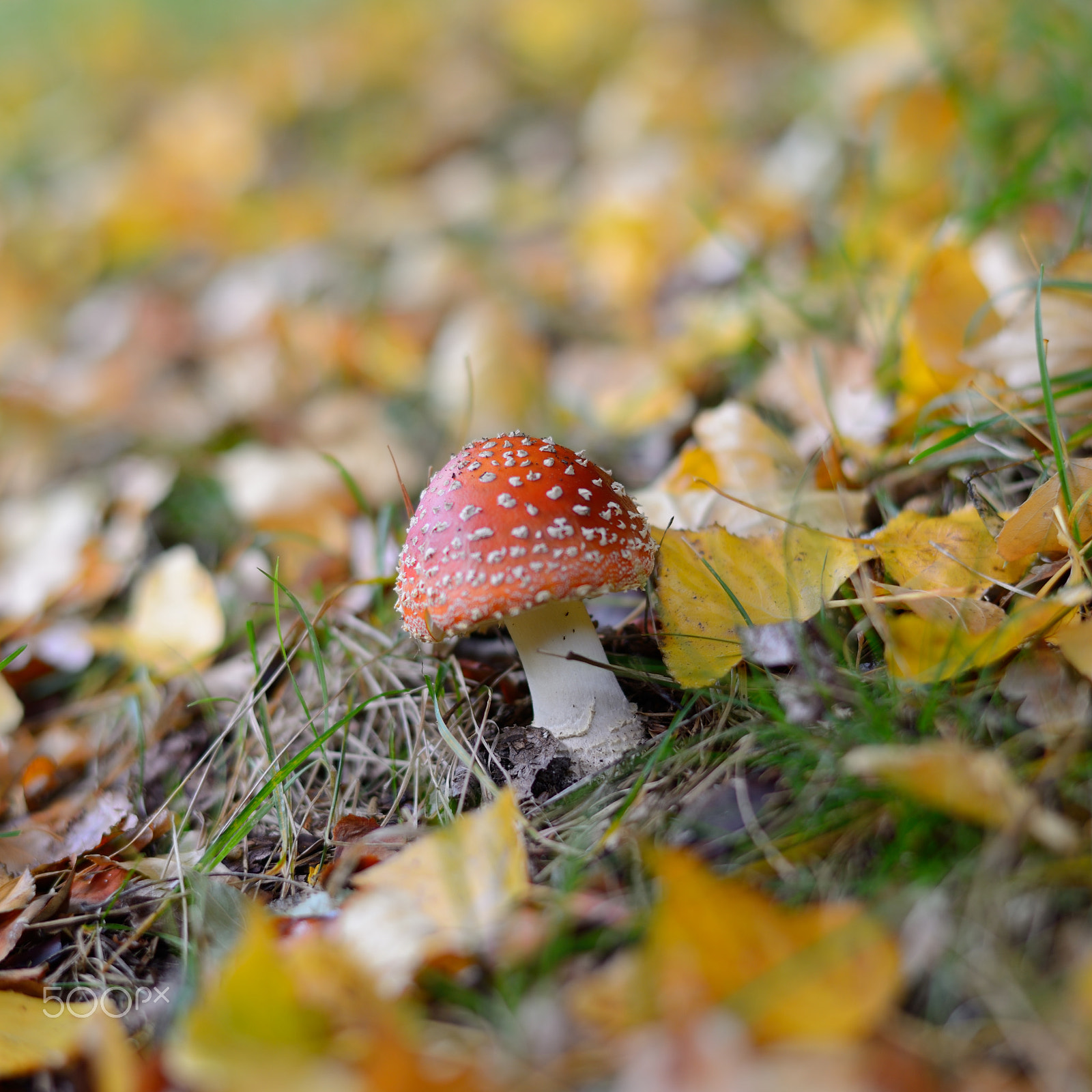 Nikon D600 + Nikon AF-S Nikkor 58mm F1.4G sample photo. Mushroom photography