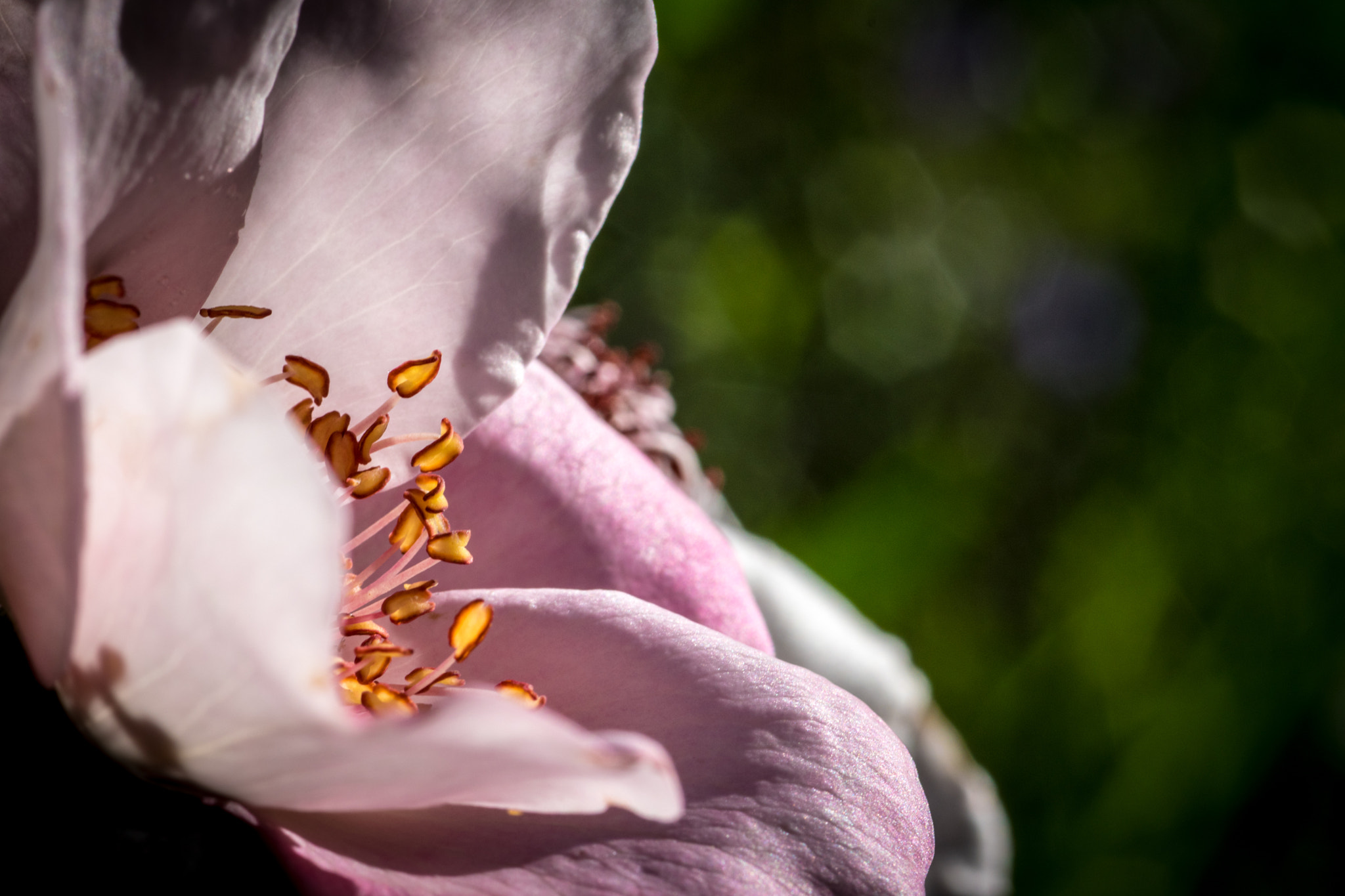 Nikon AF-S Micro-Nikkor 105mm F2.8G IF-ED VR sample photo. Pink day 1/3: like little fires photography