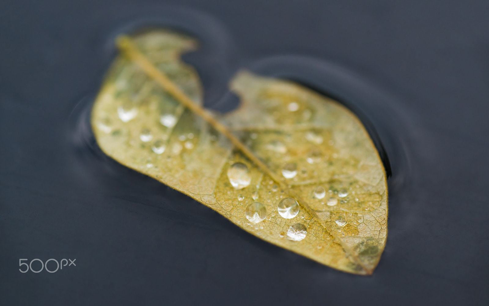 Tamron SP AF 90mm F2.8 Di Macro sample photo. Crystal balls on withered leaf photography