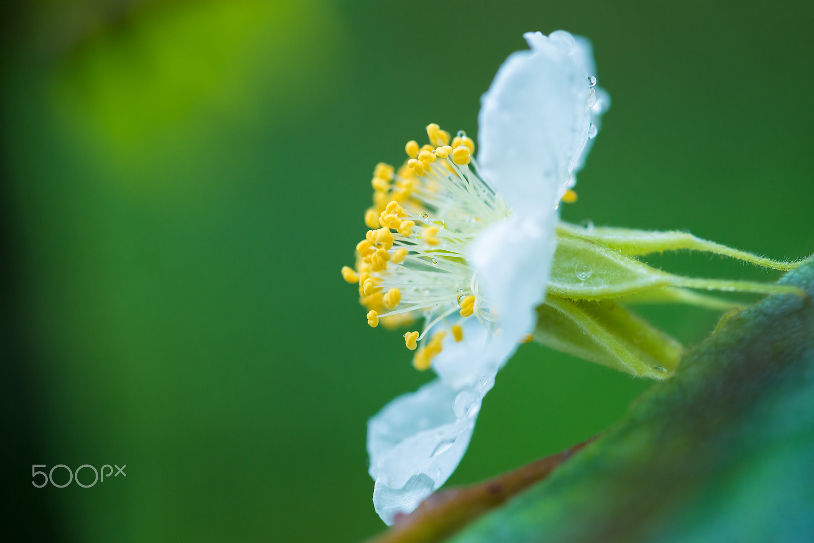 Tamron SP AF 90mm F2.8 Di Macro sample photo. White wild gourd flower with green background photography