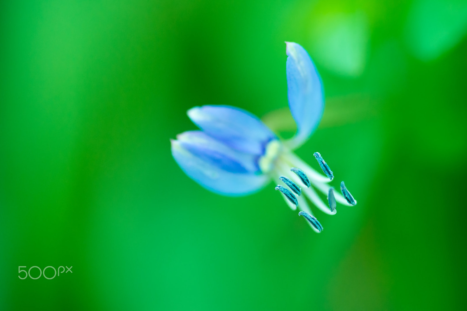 Tamron SP AF 90mm F2.8 Di Macro sample photo. Small blue flower photography