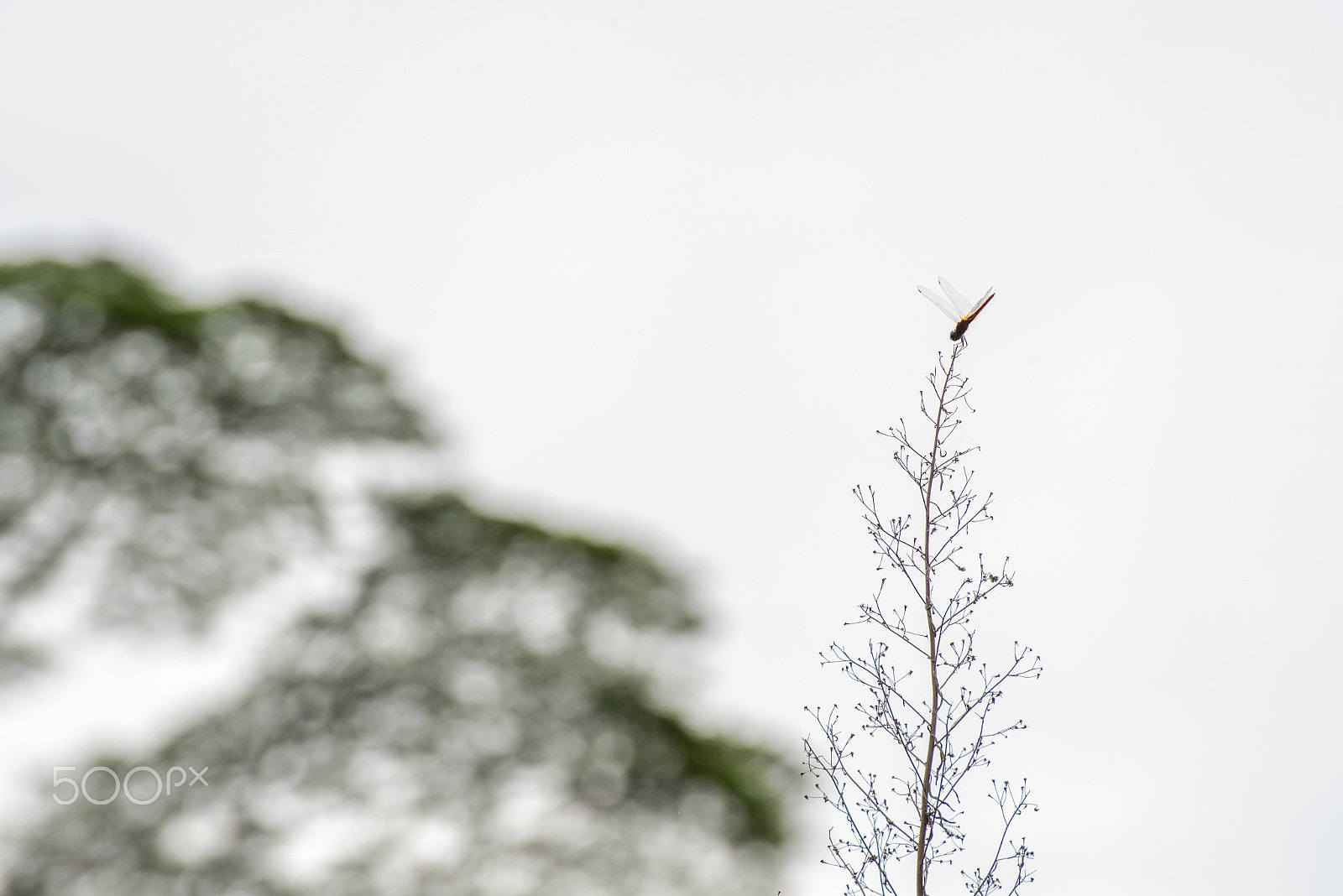 Nikon D600 sample photo. Dragonfly on tip of grass in front of trees photography