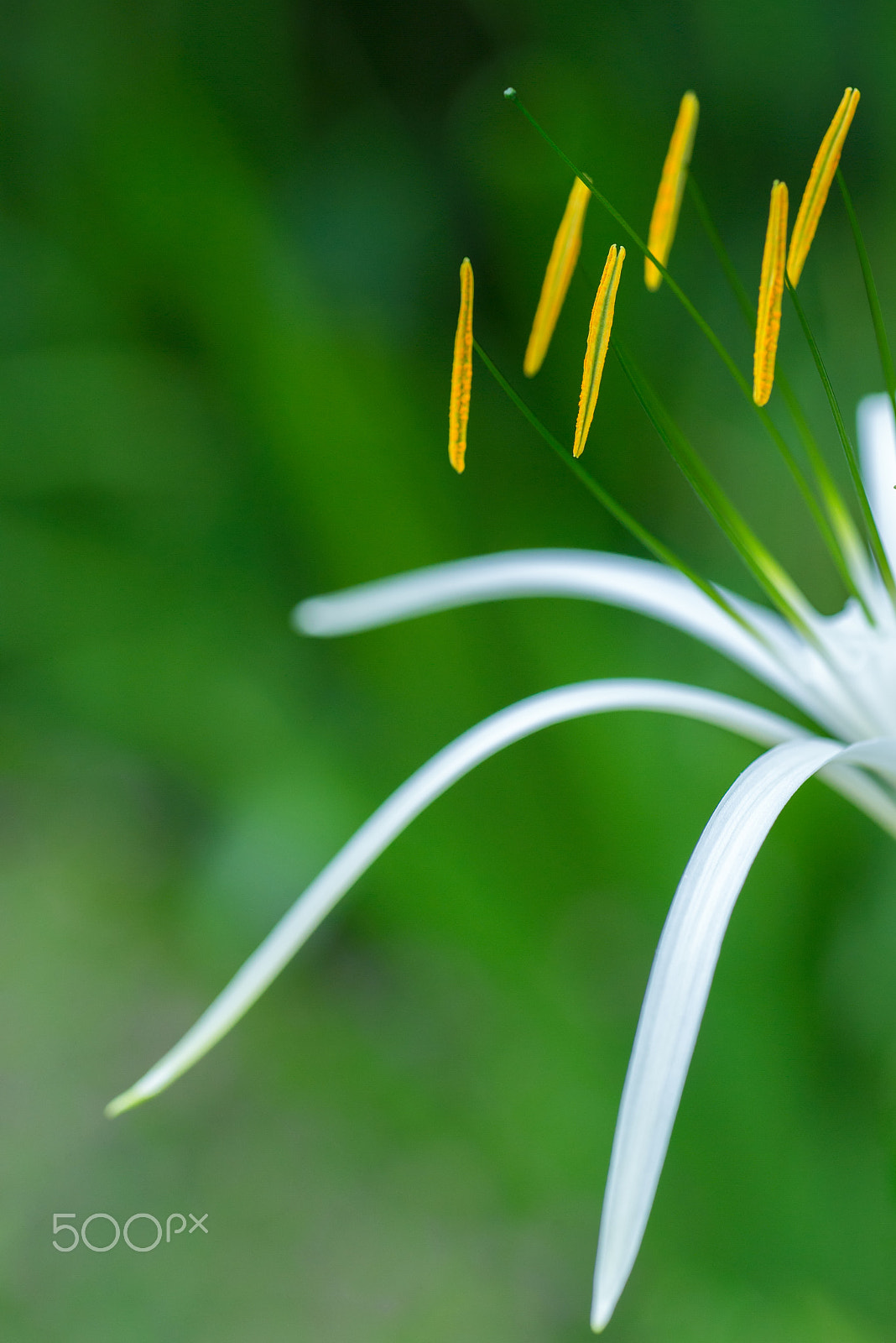 Tamron SP AF 90mm F2.8 Di Macro sample photo. White spider lily with green background photography