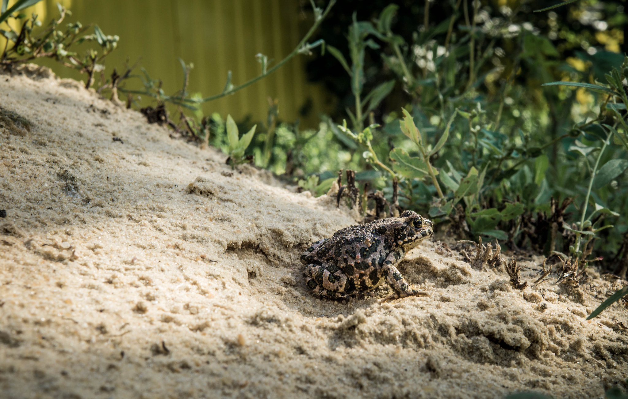 Sony SLT-A58 + Sony 28mm F2.8 sample photo. Military frog photography