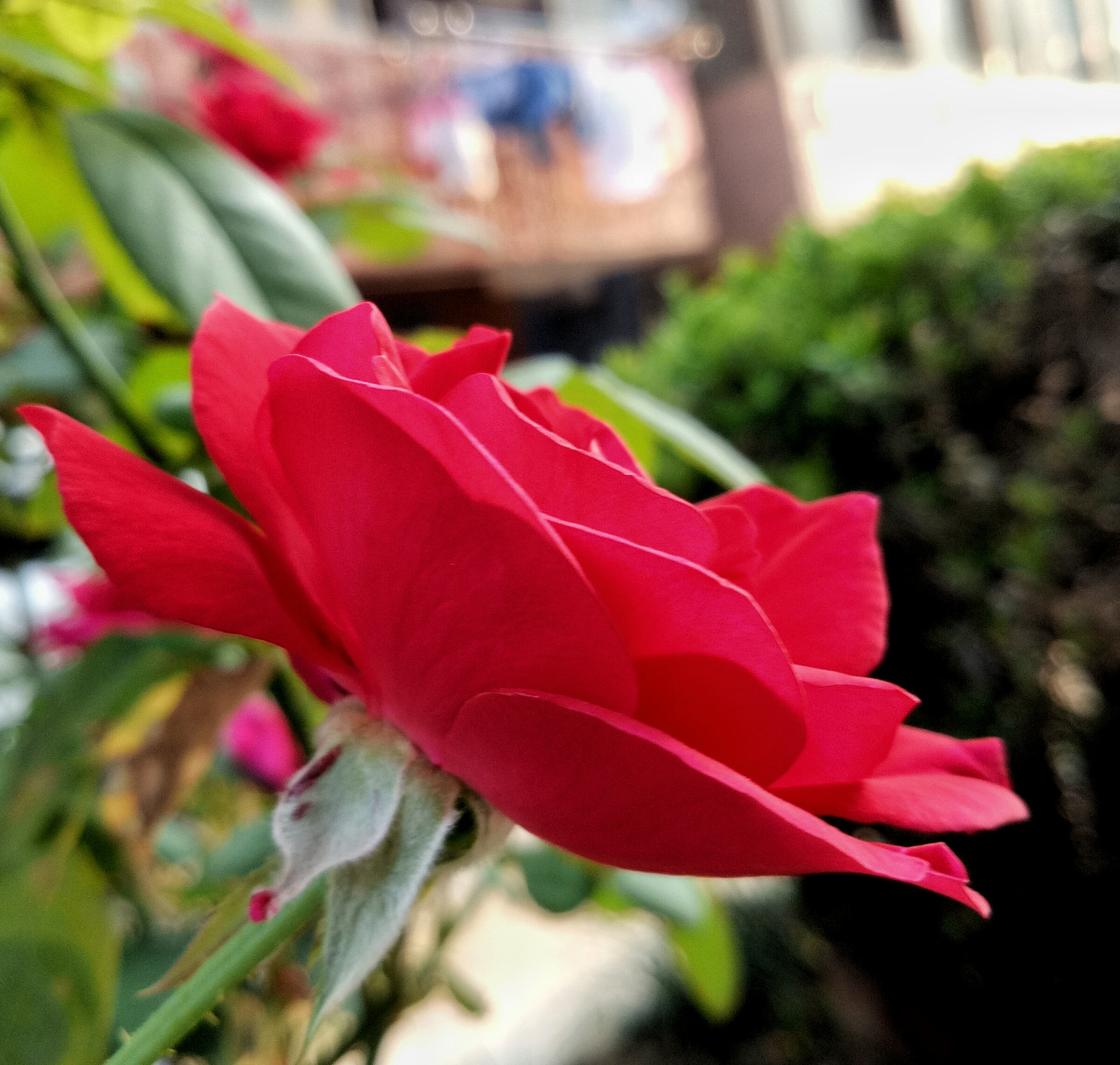 OPPO A59M sample photo. 月季 photography