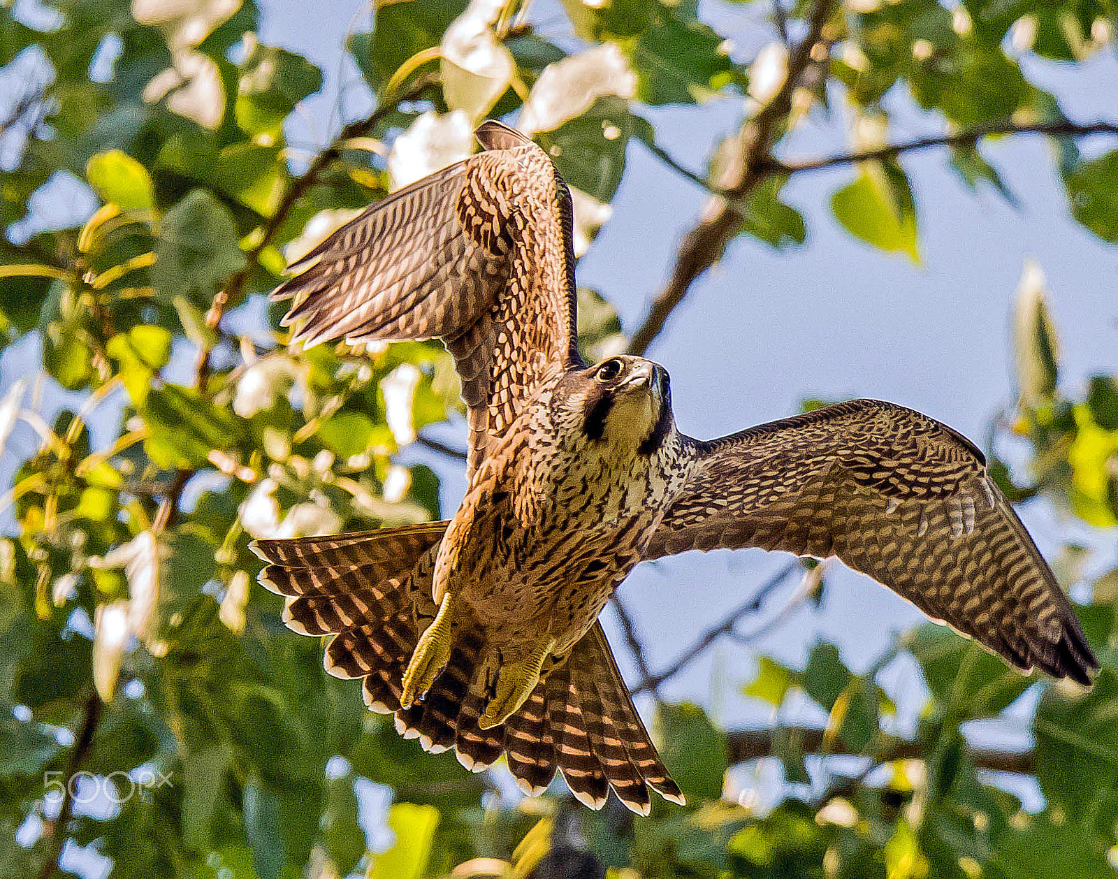 Nikon D600 sample photo. Peregrine falcon photography
