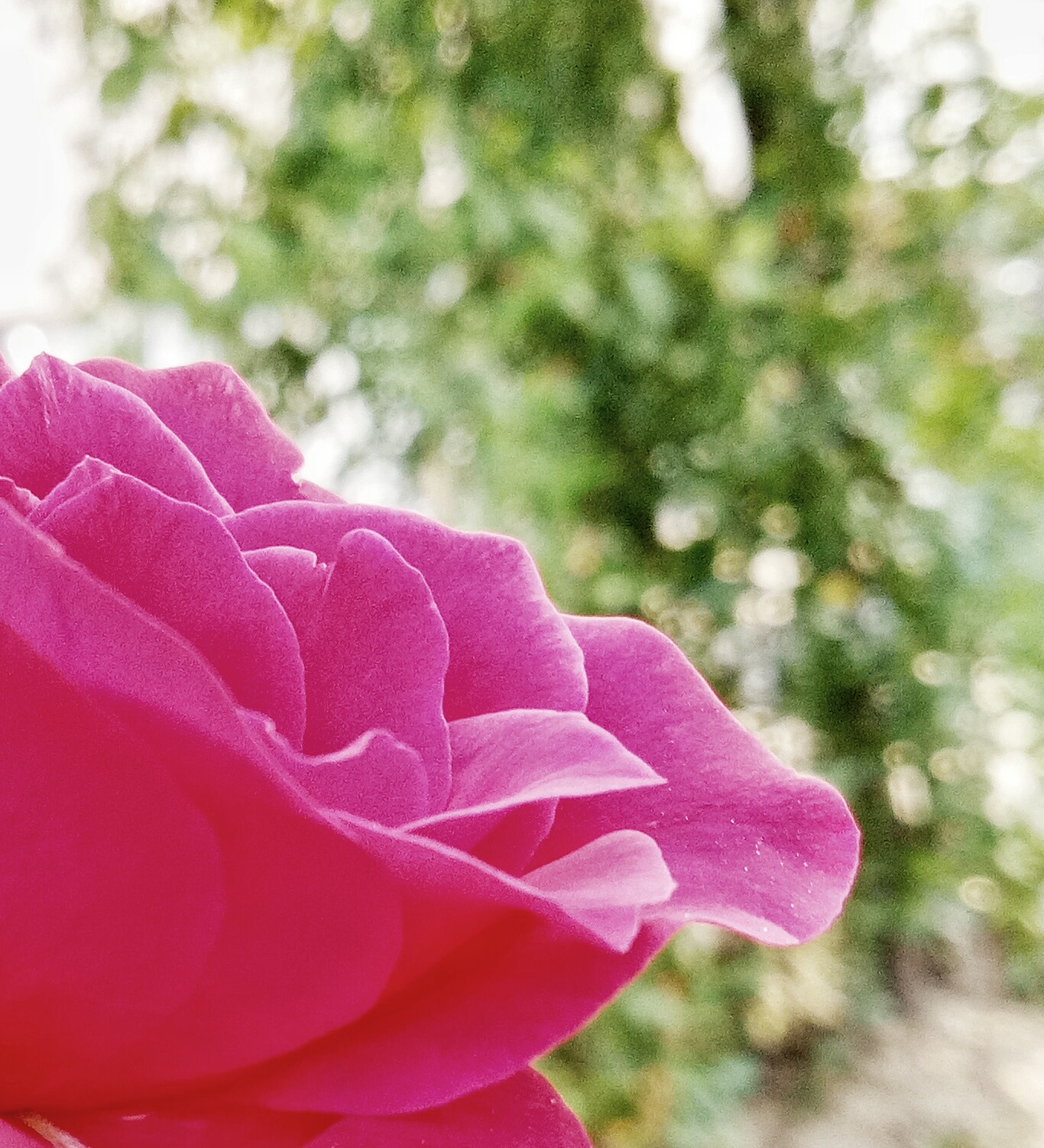 OPPO A59M sample photo. 月季 photography