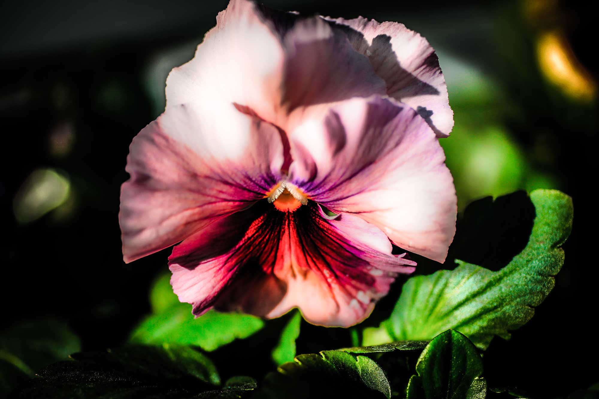Tamron SP AF 90mm F2.8 Di Macro sample photo. Img photography