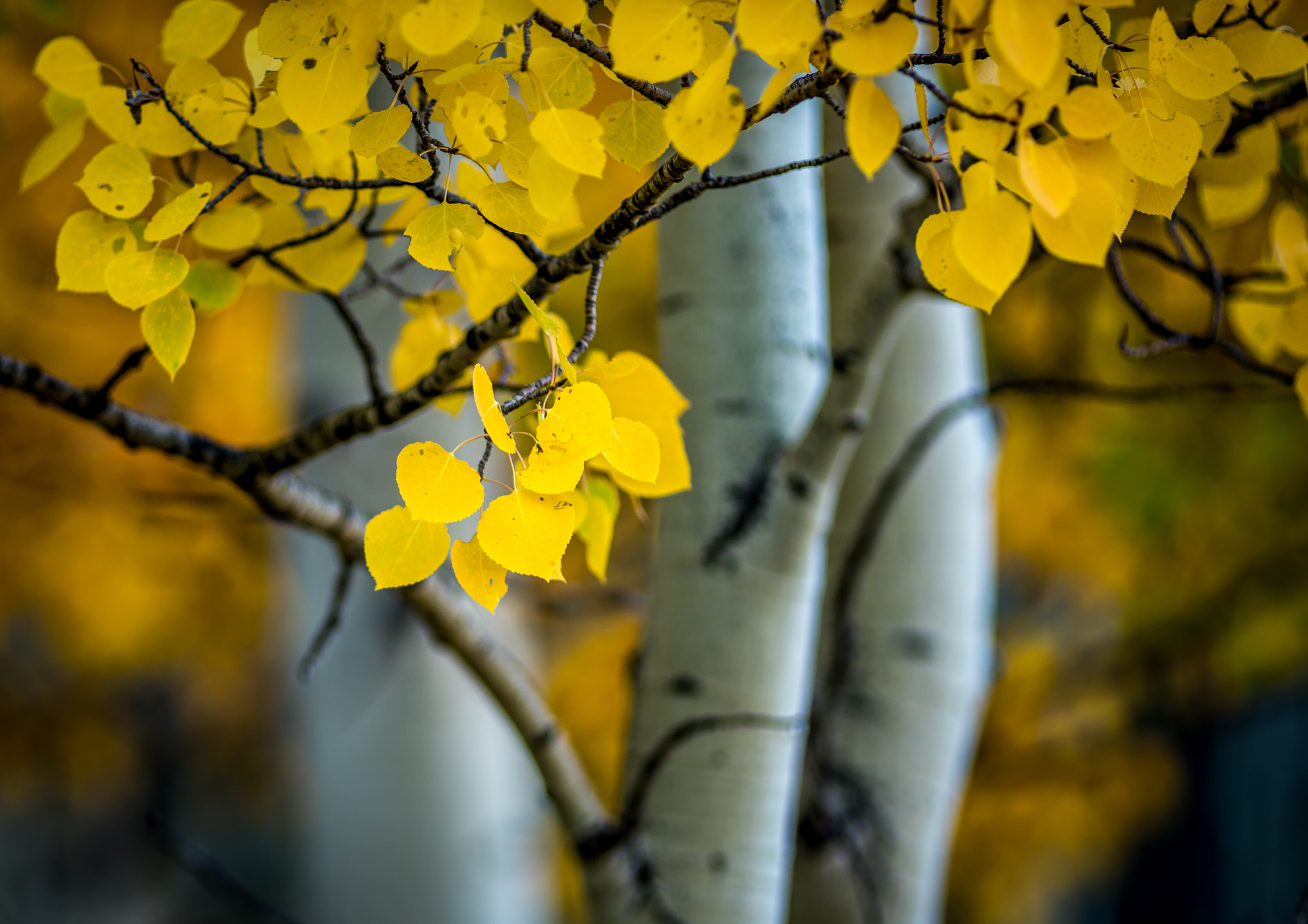 Nikon D810 + AF Nikkor 180mm f/2.8 IF-ED sample photo. Golden aspens photography