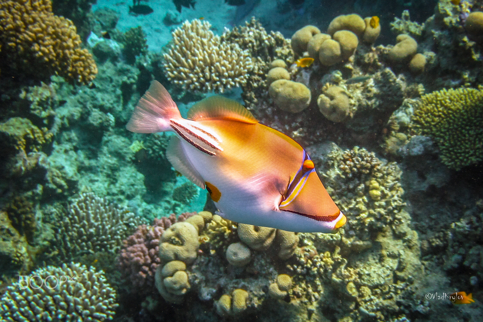 Canon PowerShot D10 sample photo. Red sea. picasso fish. photography