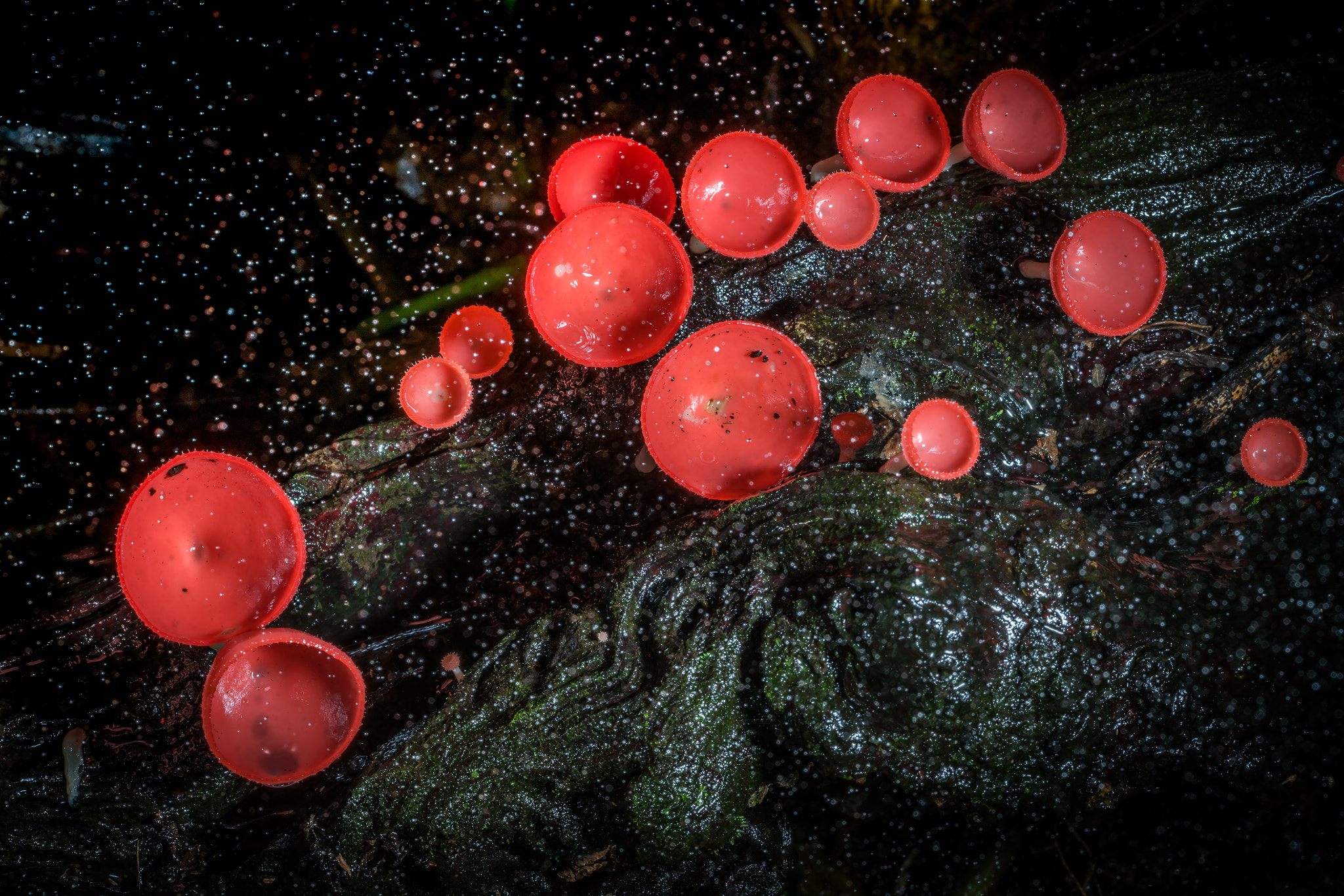 Sony a7R II + Canon EF 100mm F2.8 Macro USM sample photo. Fungi cup mushroom in the forest photography