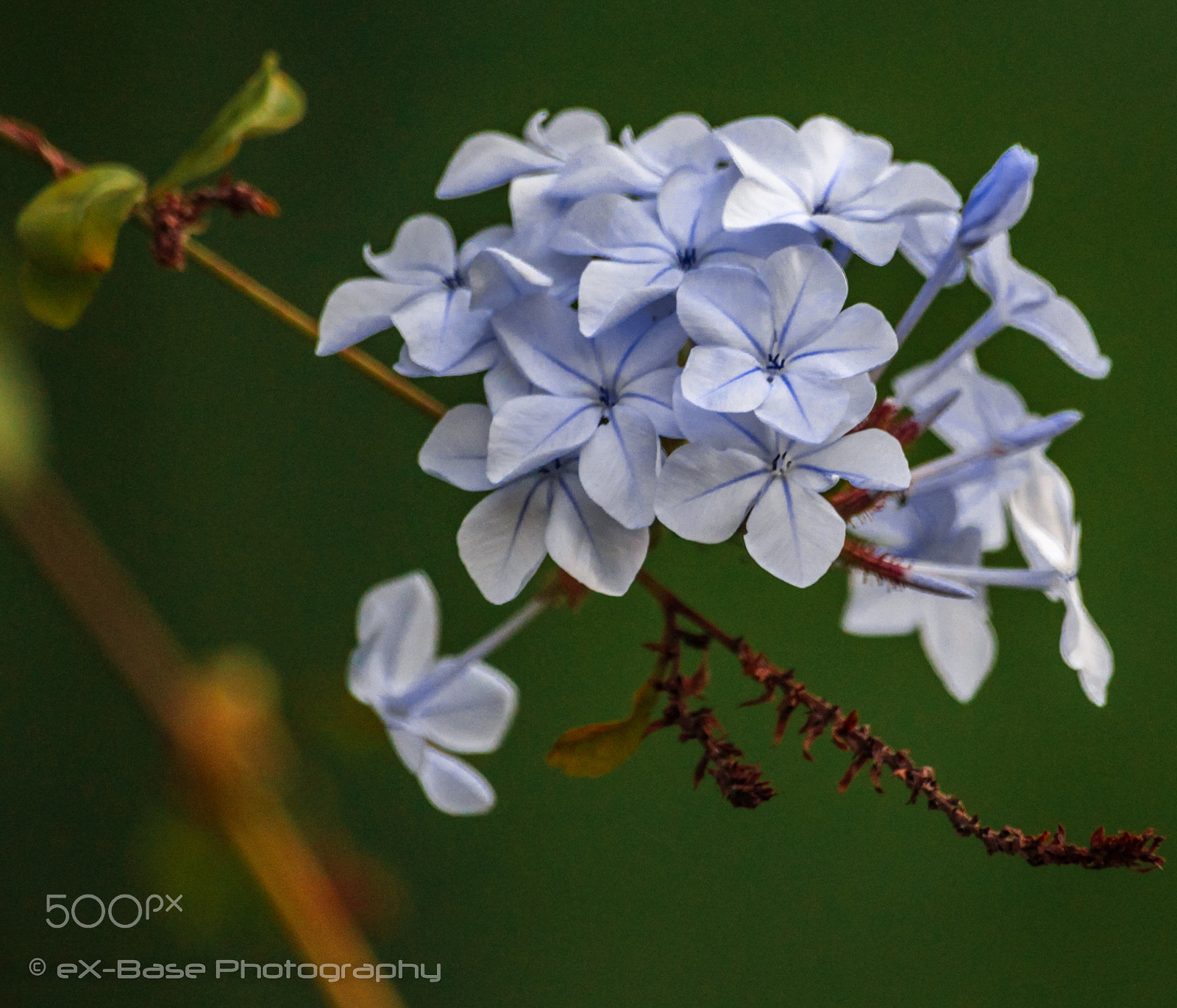 Canon EOS 650D (EOS Rebel T4i / EOS Kiss X6i) sample photo. Plumbago photography
