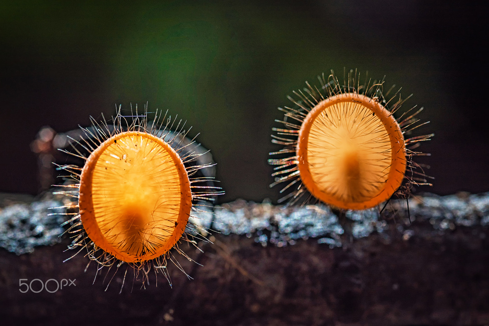 Nikon D750 + AF Micro-Nikkor 105mm f/2.8 sample photo. Mushrooms orange fungi cup. photography
