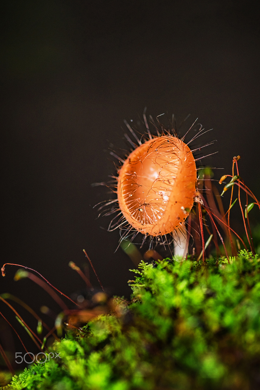 Nikon D750 + AF Micro-Nikkor 105mm f/2.8 sample photo. Mushrooms orange fungi cup. photography