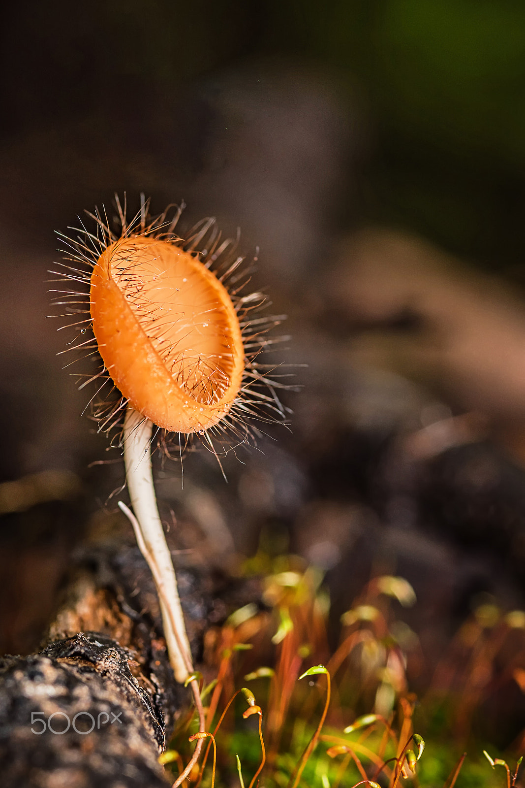 Nikon D750 + AF Micro-Nikkor 105mm f/2.8 sample photo. Mushrooms orange fungi cup. photography