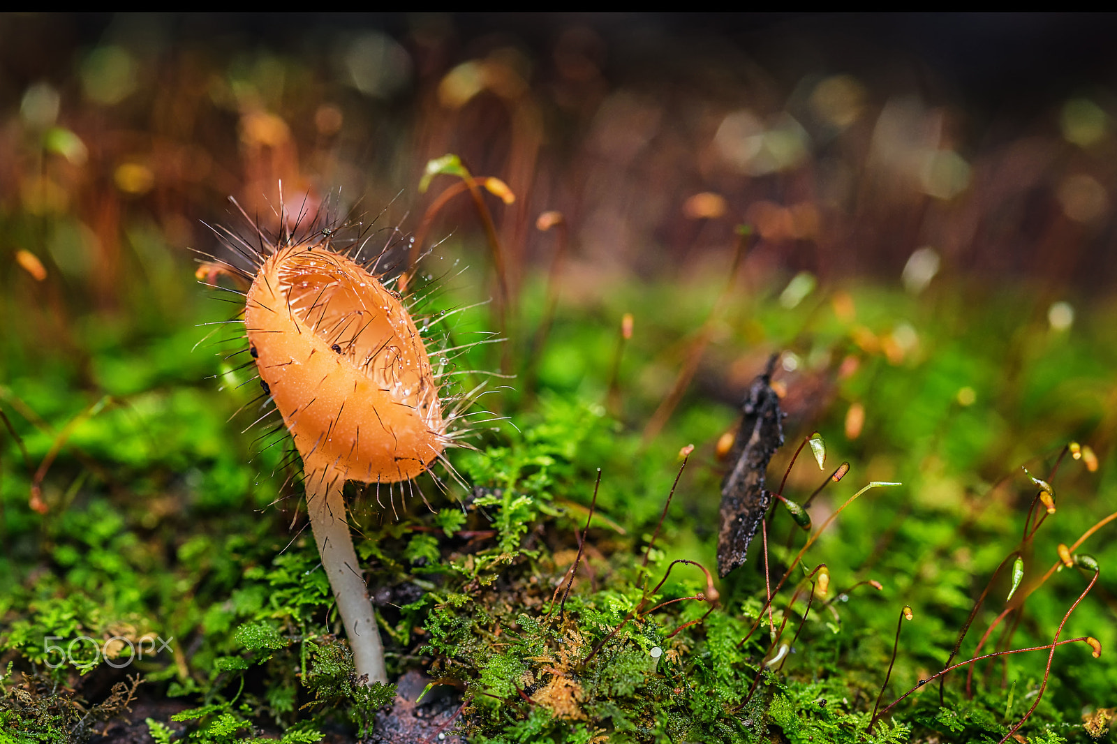 Nikon D750 + AF Micro-Nikkor 105mm f/2.8 sample photo. Mushrooms orange fungi cup. photography