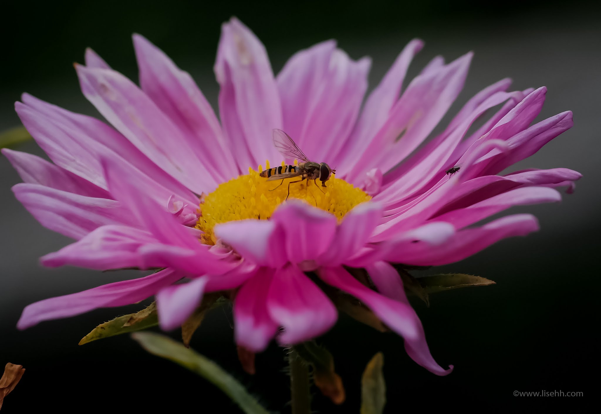Samsung NX30 + NX 60mm F2.8 Macro sample photo. Wildlife photography