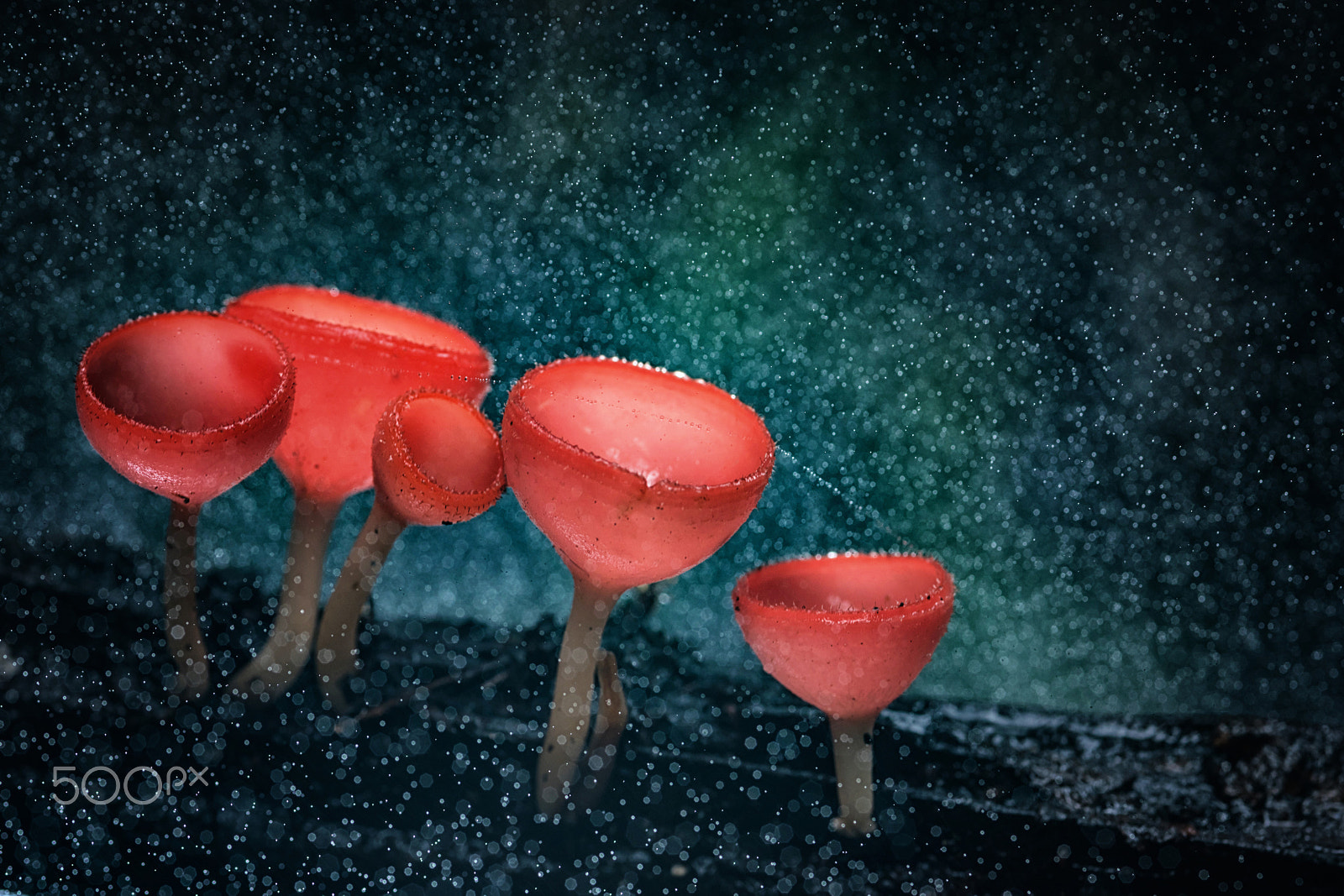 Nikon D750 + AF Micro-Nikkor 105mm f/2.8 sample photo. Mushrooms fungi cup. photography