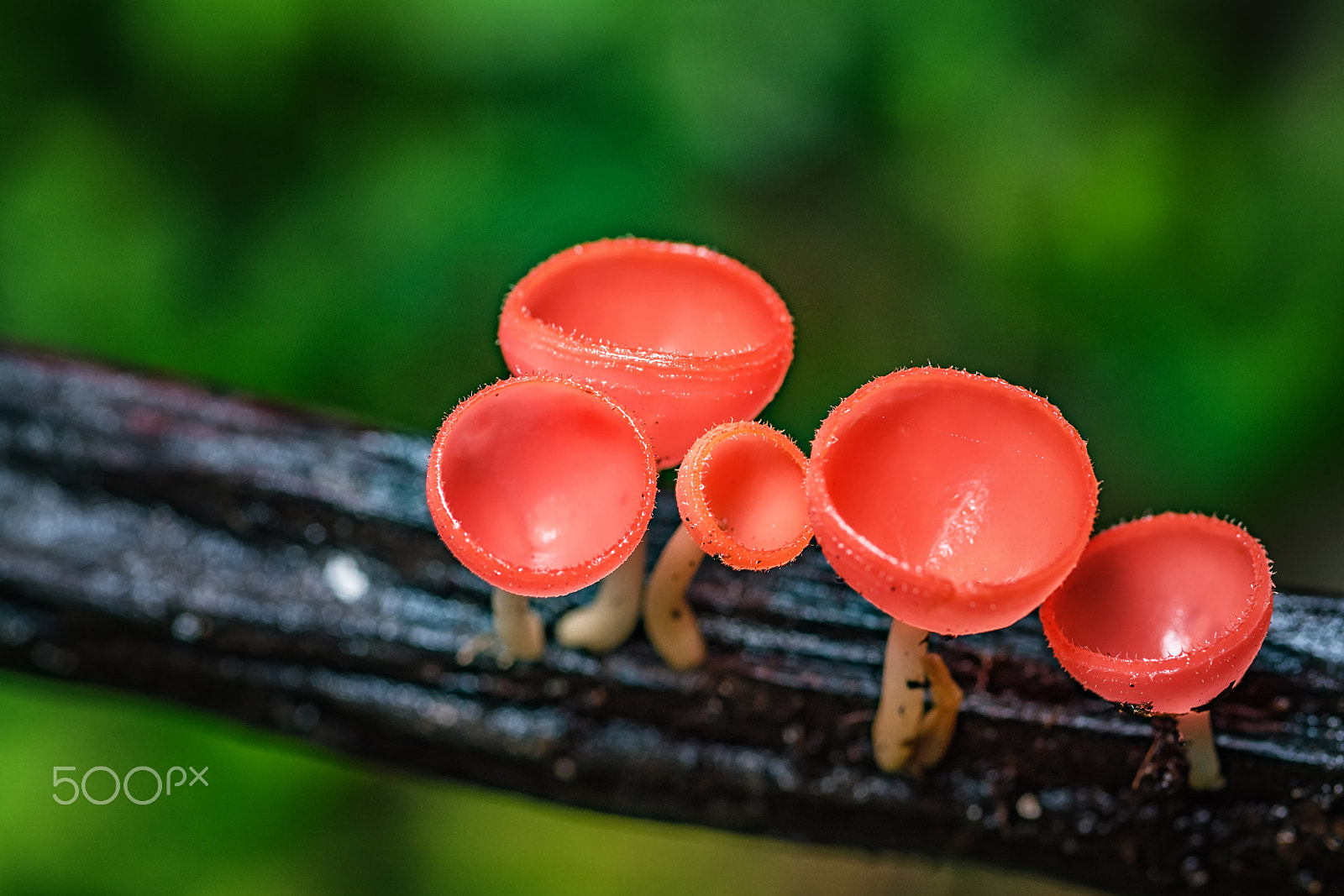 Nikon D750 + AF Micro-Nikkor 105mm f/2.8 sample photo. Mushrooms fungi cup. photography