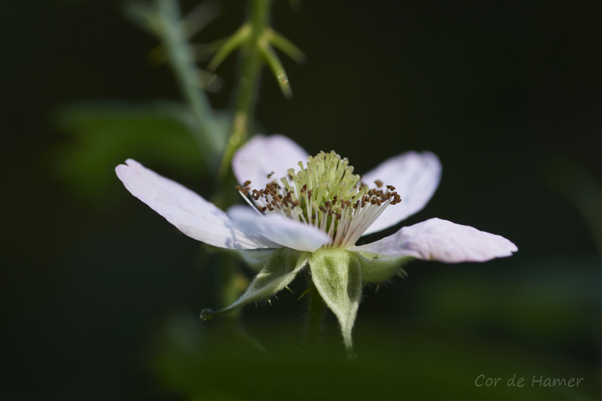 Sony SLT-A77 + Tamron SP AF 90mm F2.8 Di Macro sample photo. Blackberry flower photography
