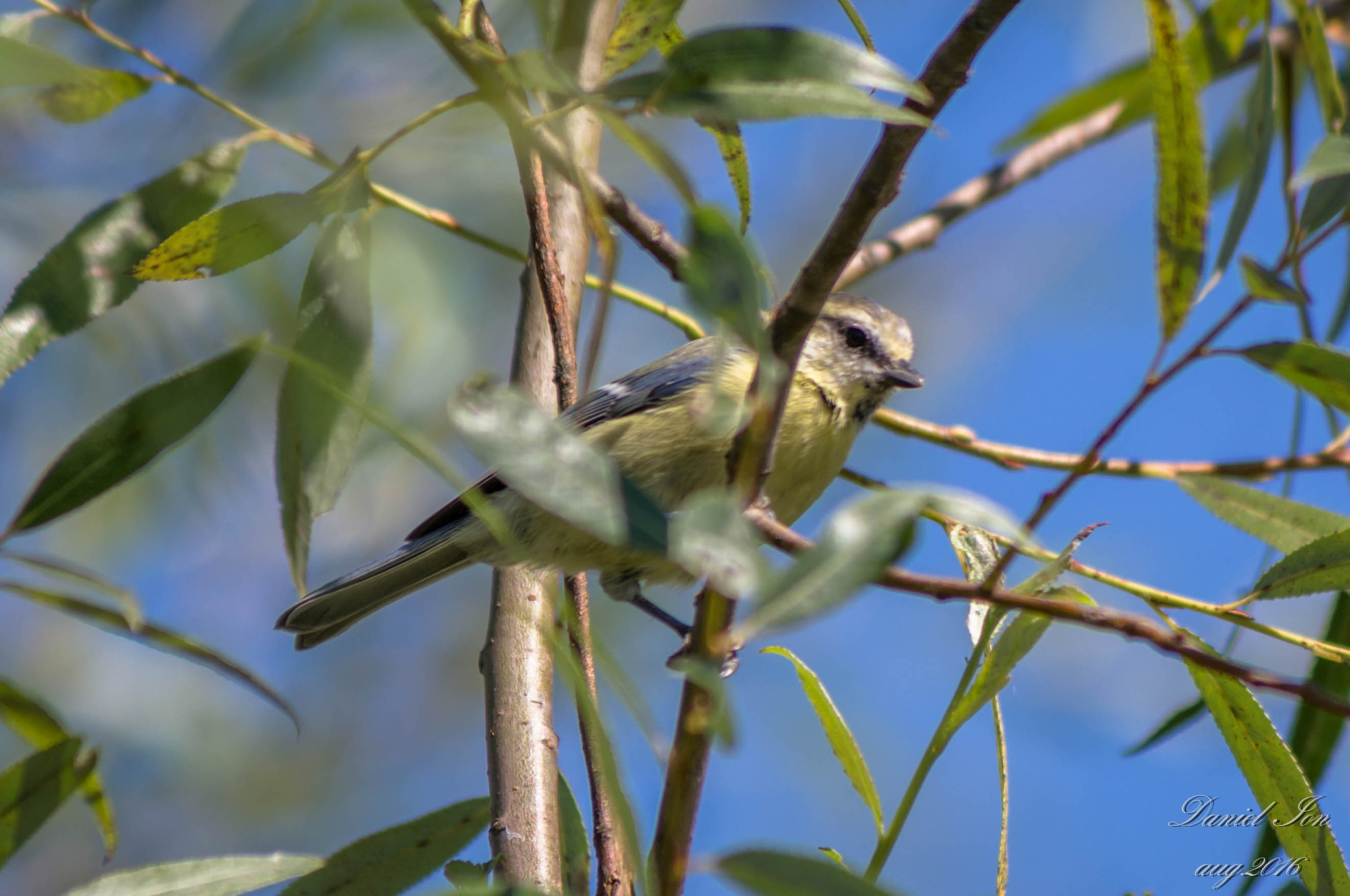 smc PENTAX-FA 80-320mm F4.5-5.6 sample photo. Parus caeruleus photography