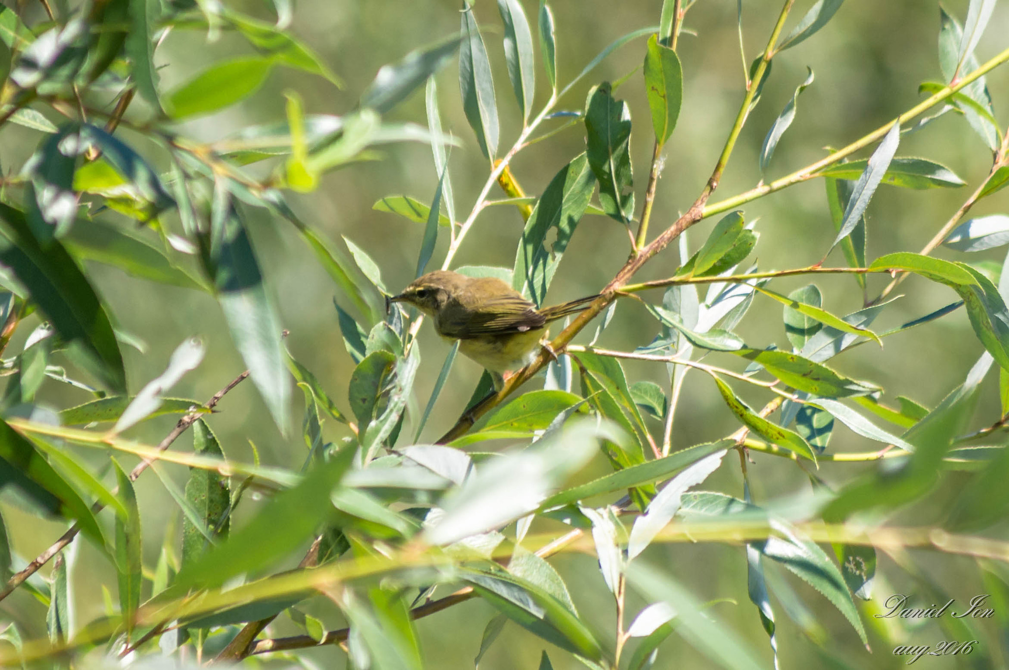 Pentax K-x + smc PENTAX-FA 80-320mm F4.5-5.6 sample photo. Phylloscopus collybita photography