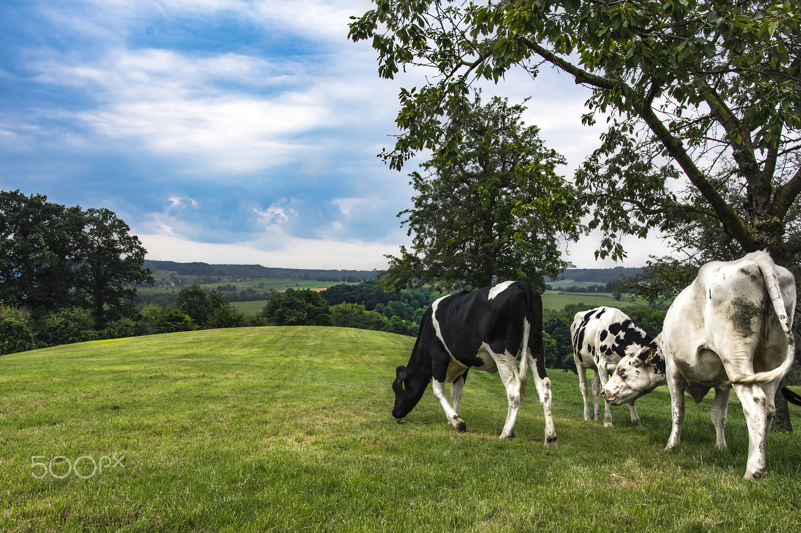Pentax K-3 II sample photo. Cows photography