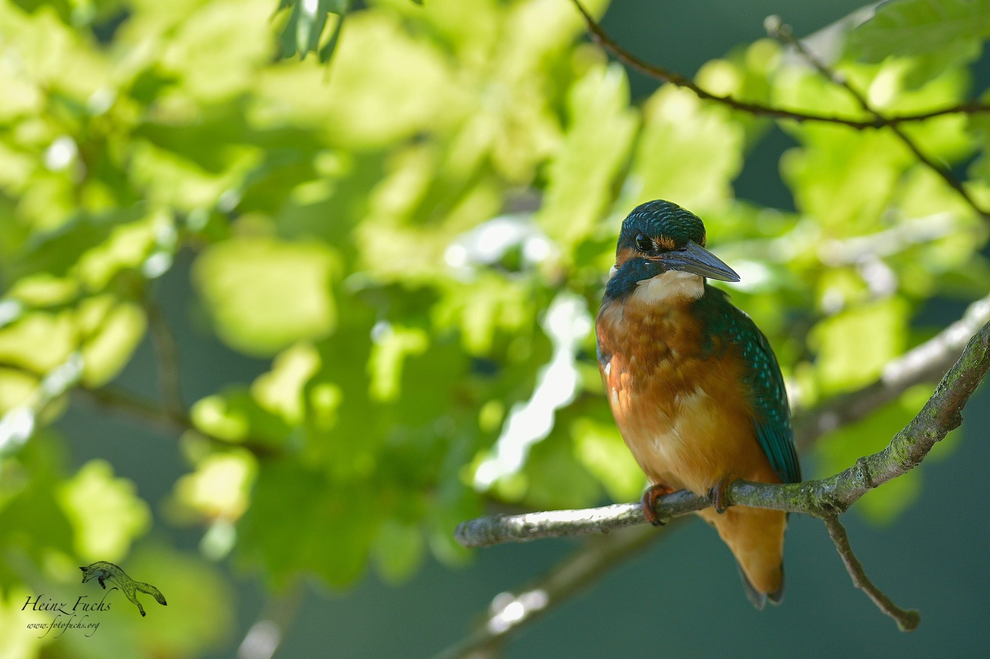 Nikon AF-S Nikkor 300mm F2.8G ED VR II sample photo. Eisvogel photography