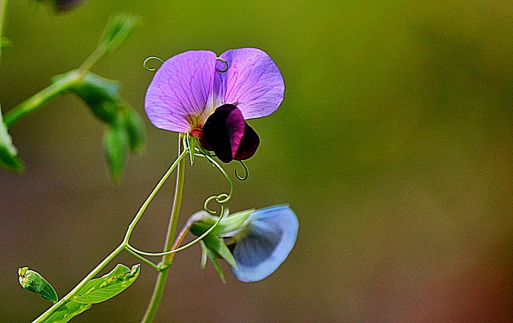 Nikon D7100 + Sigma 70-300mm F4-5.6 APO Macro Super II sample photo. Nature - detail - fleur photography