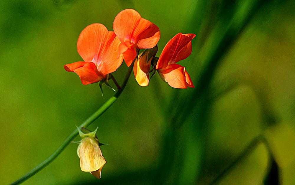 Sigma 70-300mm F4-5.6 APO Macro Super II sample photo. Nature - detail - fleur photography