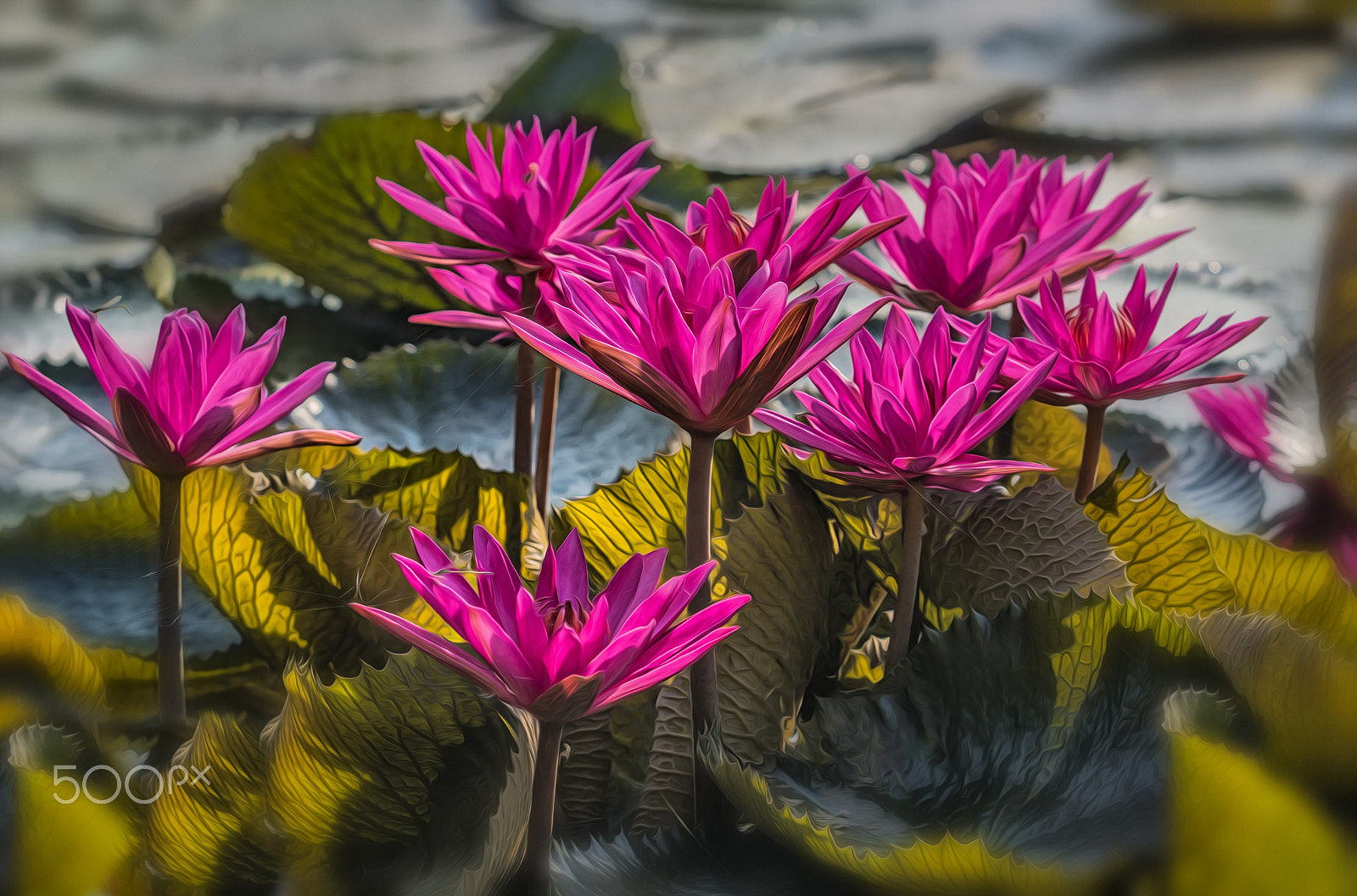 Sony ILCA-77M2 + Minolta/Sony AF 70-200mm F2.8 G sample photo. Teichrosen photography