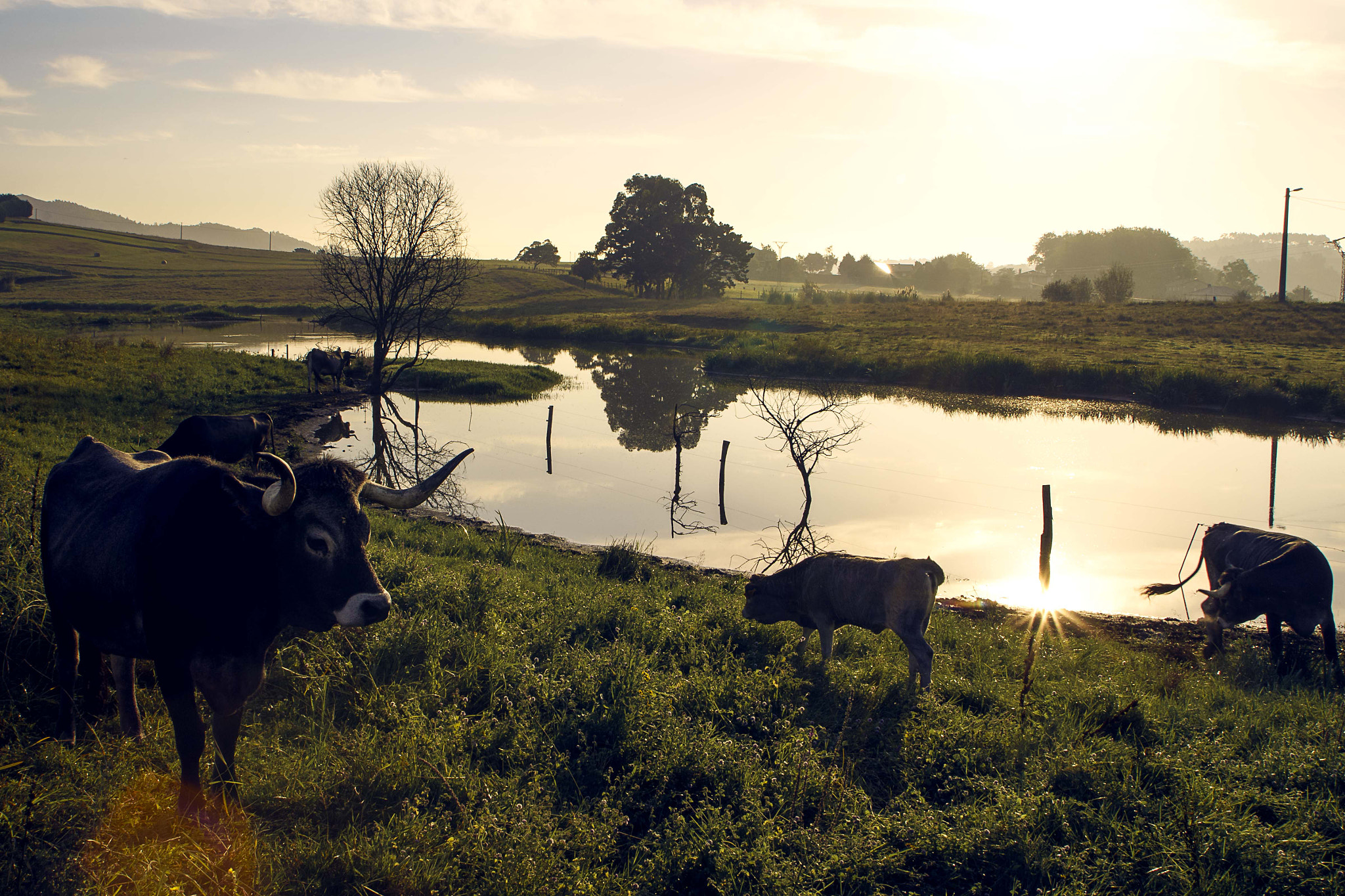 Tamron 18-270mm F3.5-6.3 Di II PZD sample photo. Ganado en el lago photography