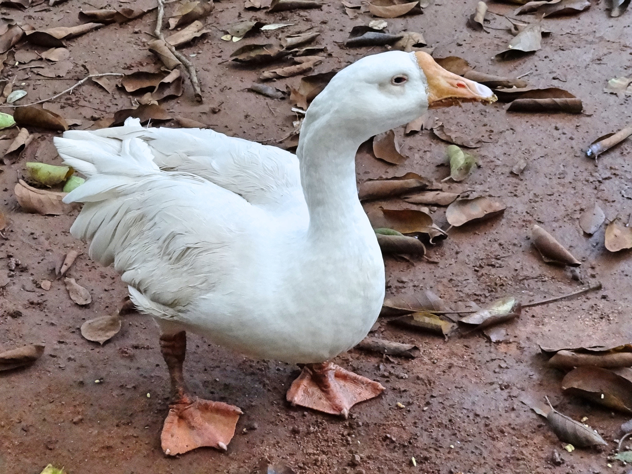 Sony Cyber-shot DSC-HX7V sample photo. White duck photography