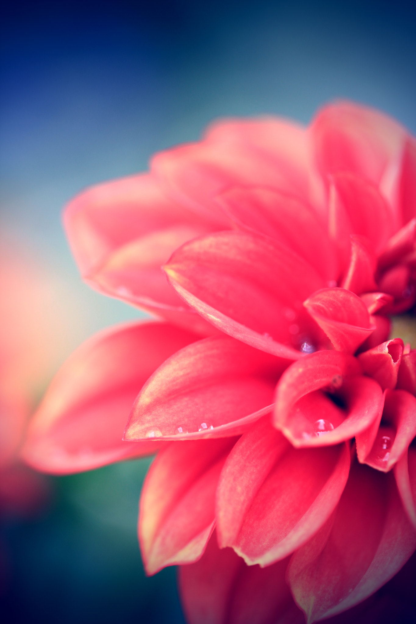 Canon EF-S 60mm F2.8 Macro USM sample photo. Pink dahlia with raindrops on petals photography