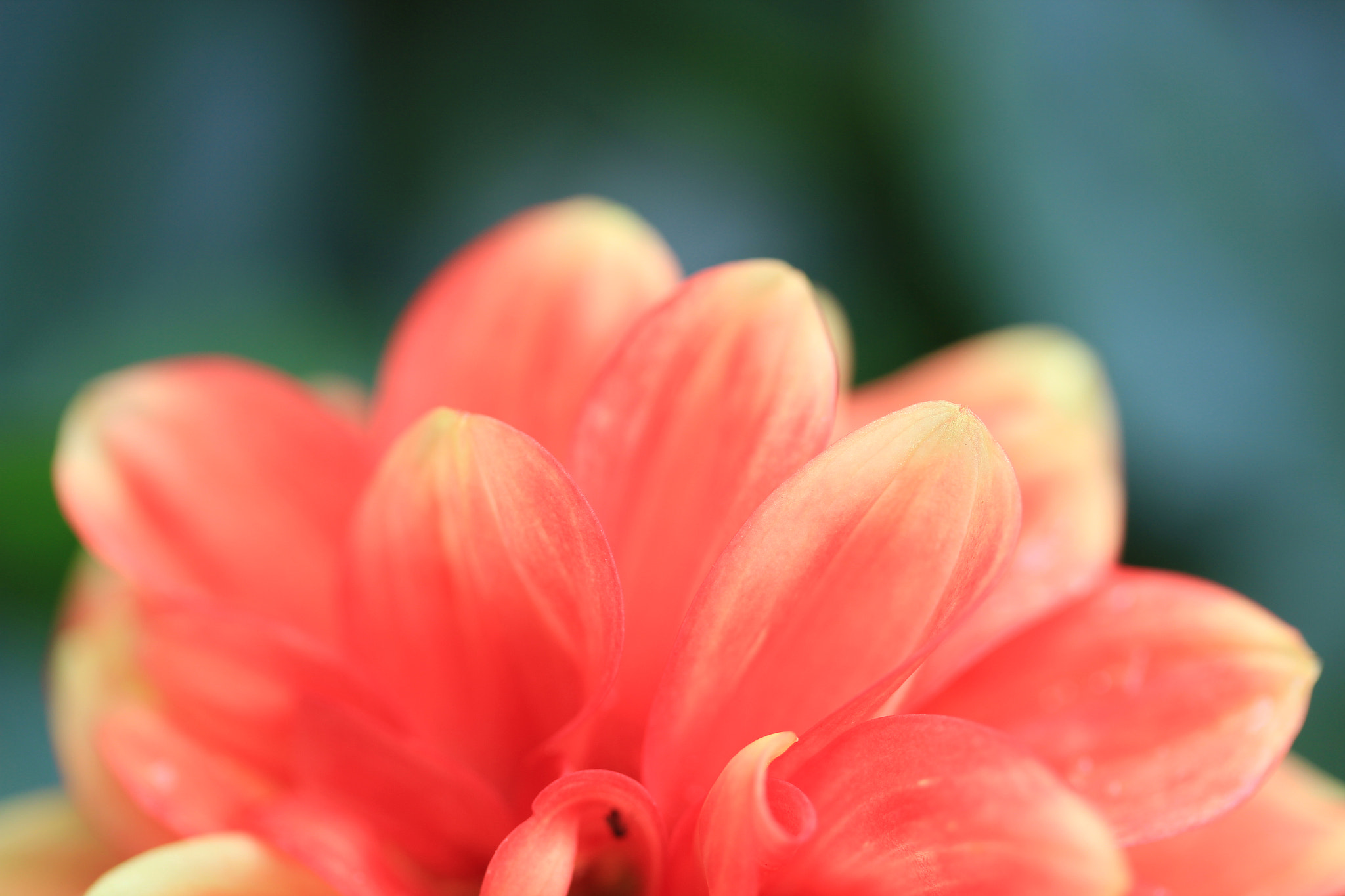Canon EF-S 60mm F2.8 Macro USM sample photo. Blush pink dahlia photography