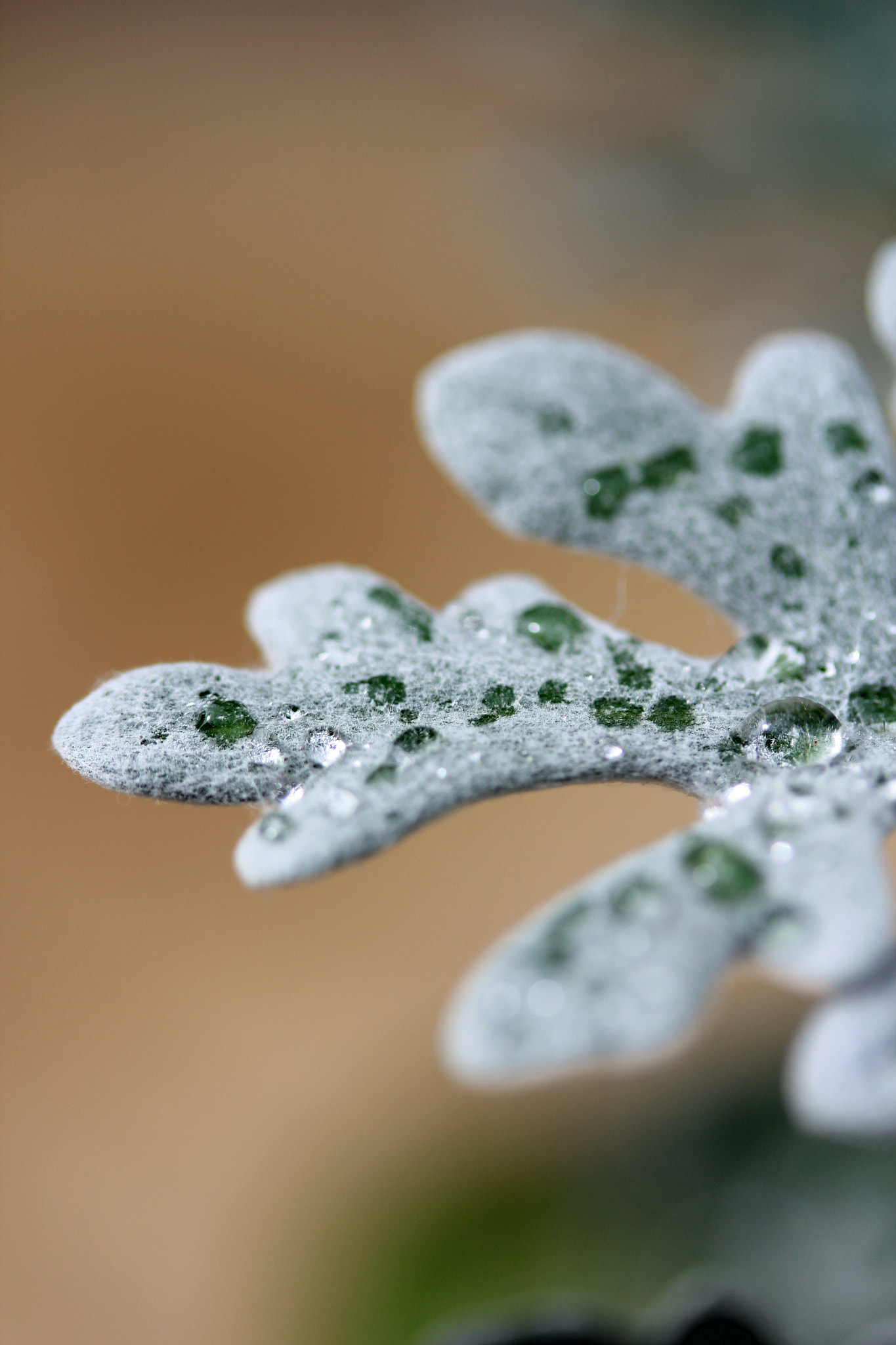Canon EF-S 60mm F2.8 Macro USM sample photo. Silver leaf plant with raindrops photography