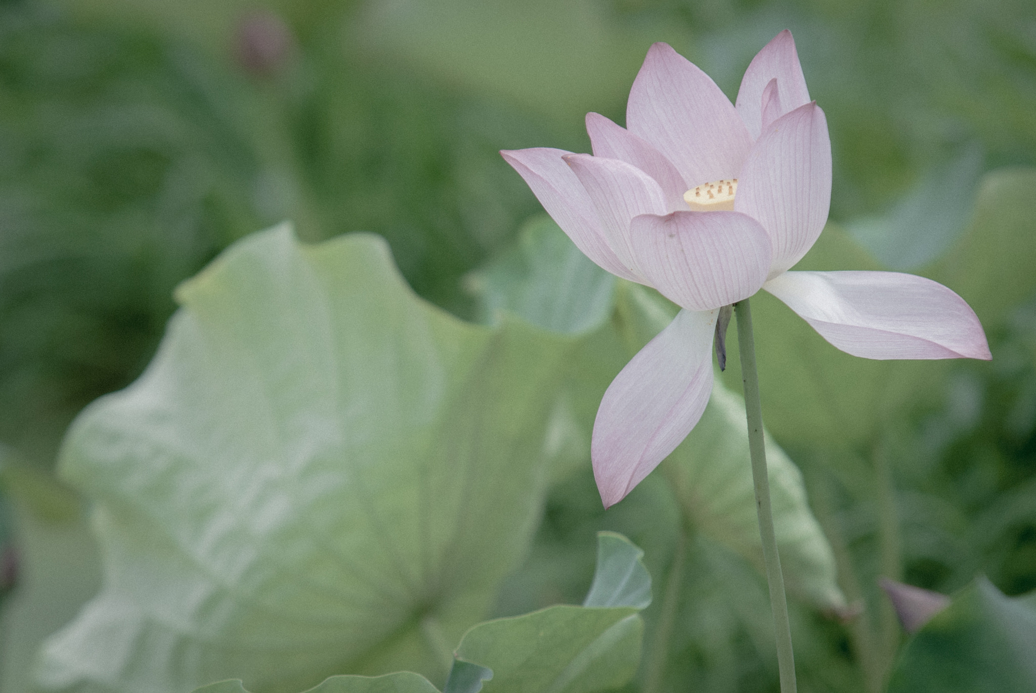 Sigma 70-200mm F2.8 EX DG Macro HSM II sample photo