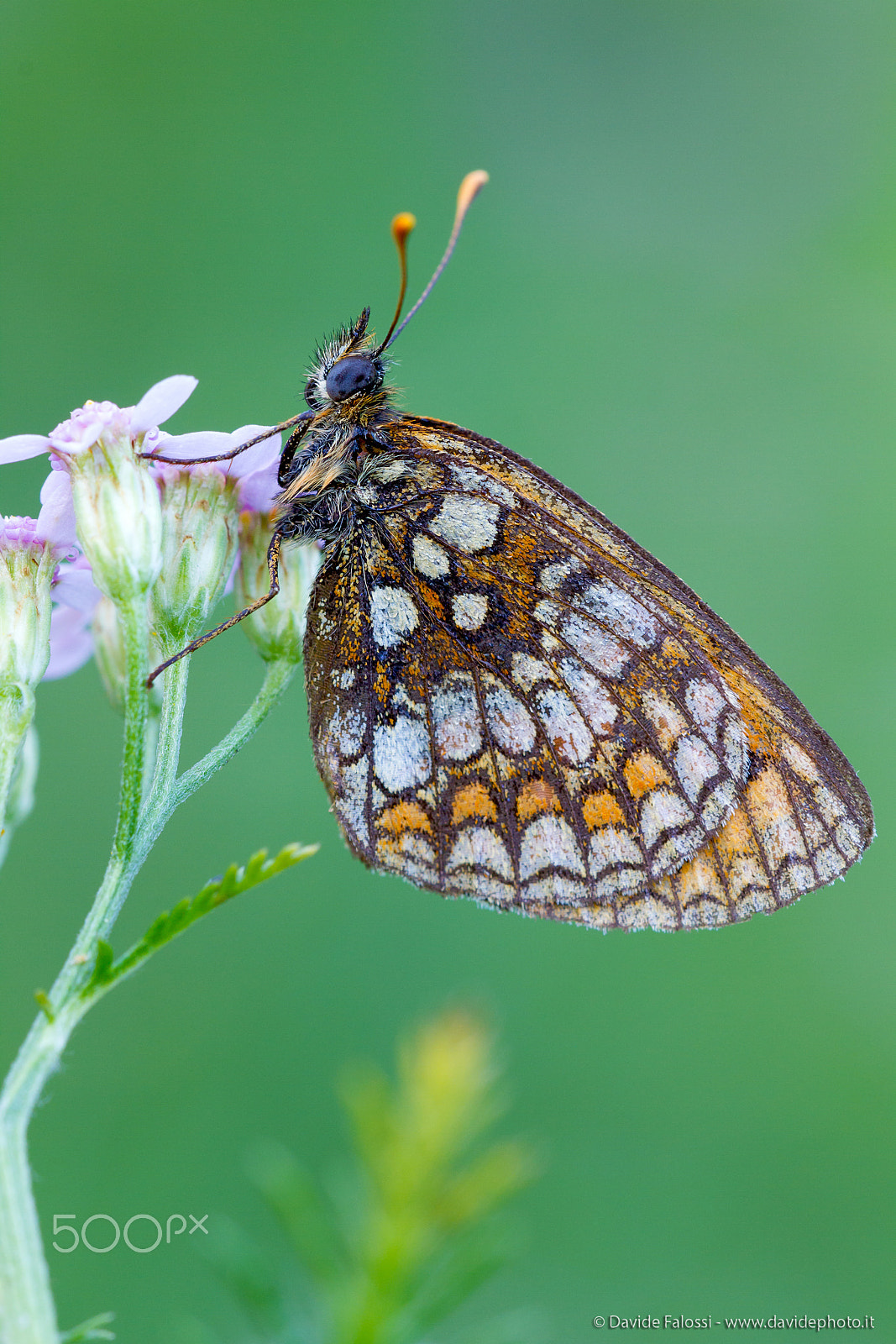 Sigma 150mm f/2.8 EX DG OS HSM APO Macro sample photo. Melitaea athalia photography