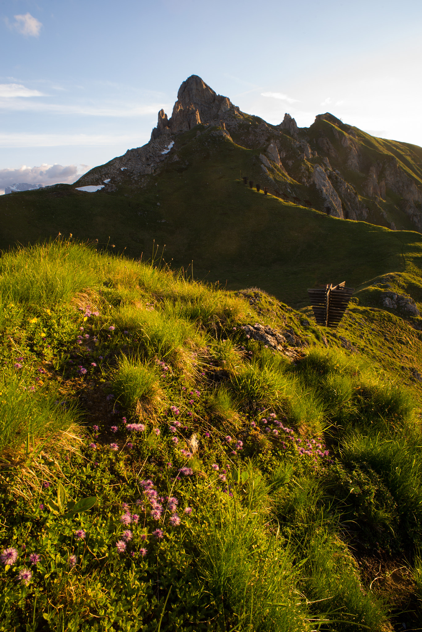 Nikon D610 + AF Nikkor 20mm f/2.8 sample photo. Centaurea flowers in an alpine meadow photography