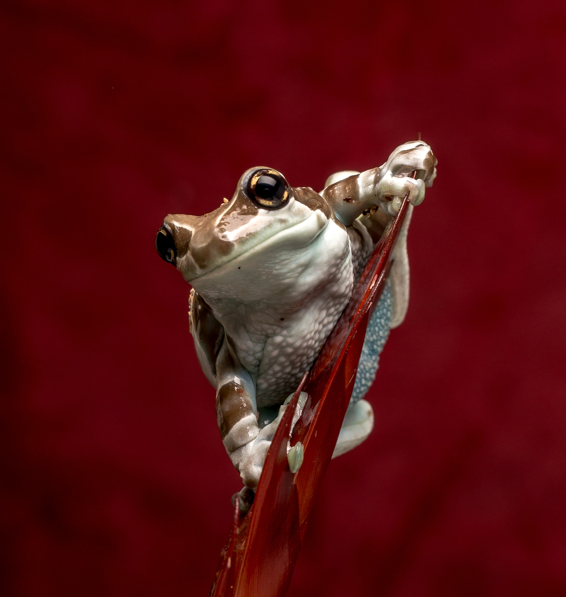 Sigma 50mm F1.4 EX DG HSM sample photo. Milk frog photography