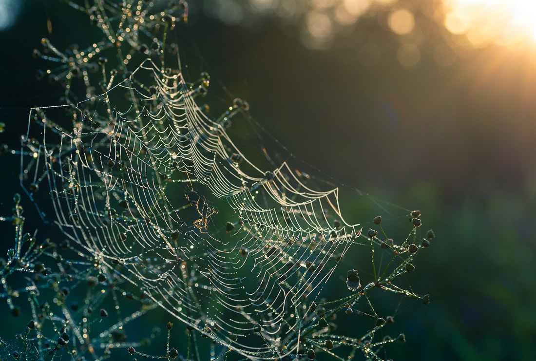 Canon EF-S 60mm F2.8 Macro USM sample photo. *** photography