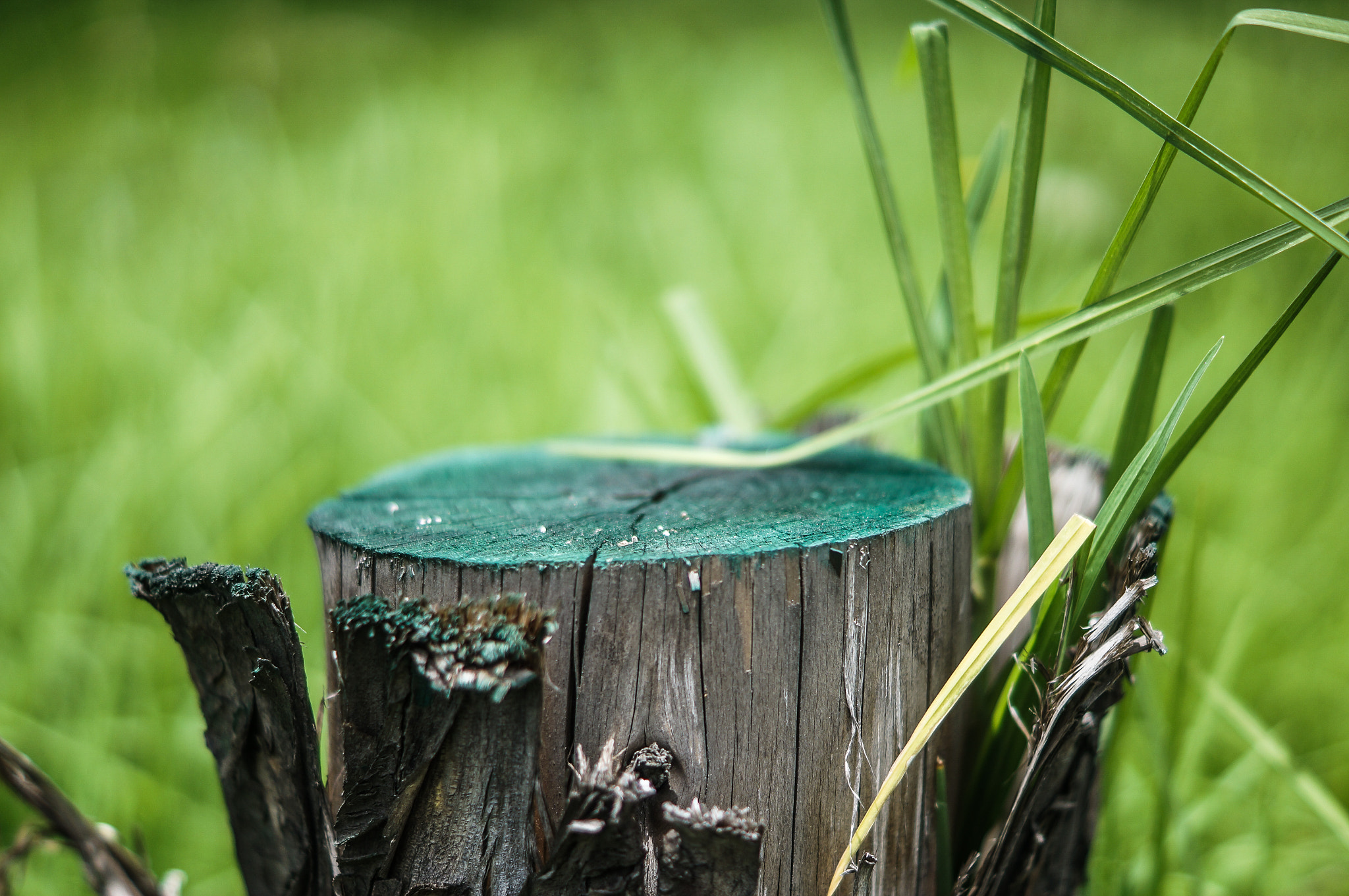 Sony SLT-A37 + Sony DT 50mm F1.8 SAM sample photo. Cyan with sap green makes a great combination. photography