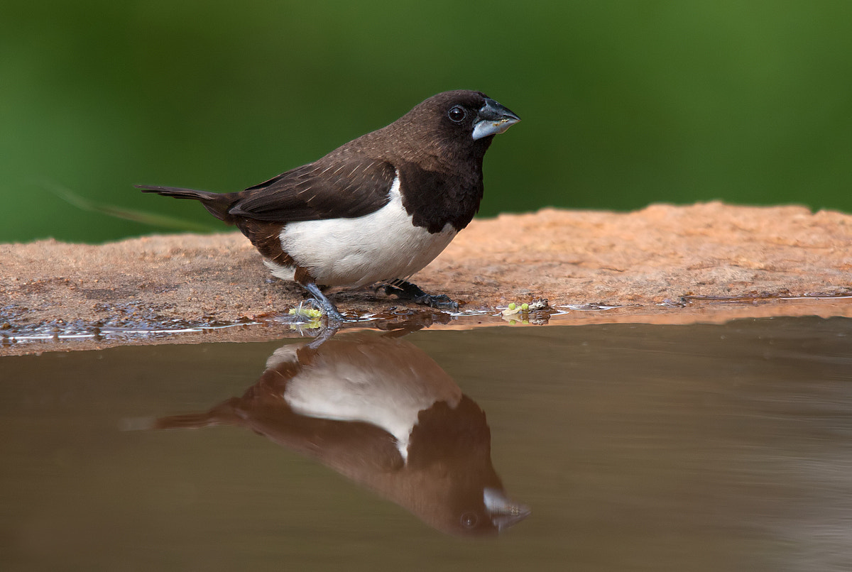 Sigma 150-500mm F5-6.3 DG OS HSM sample photo. White-rumped munia photography