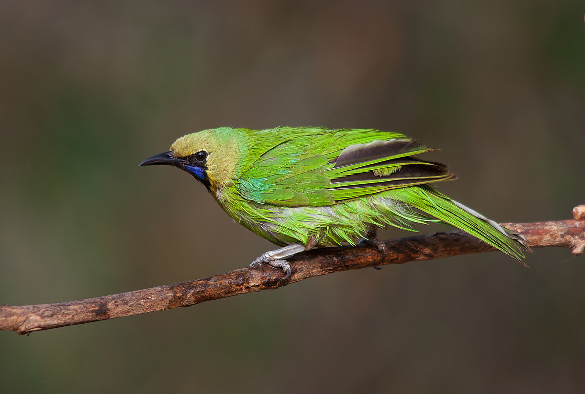 Sigma 150-500mm F5-6.3 DG OS HSM sample photo. Jerdon's :eafbird - male photography