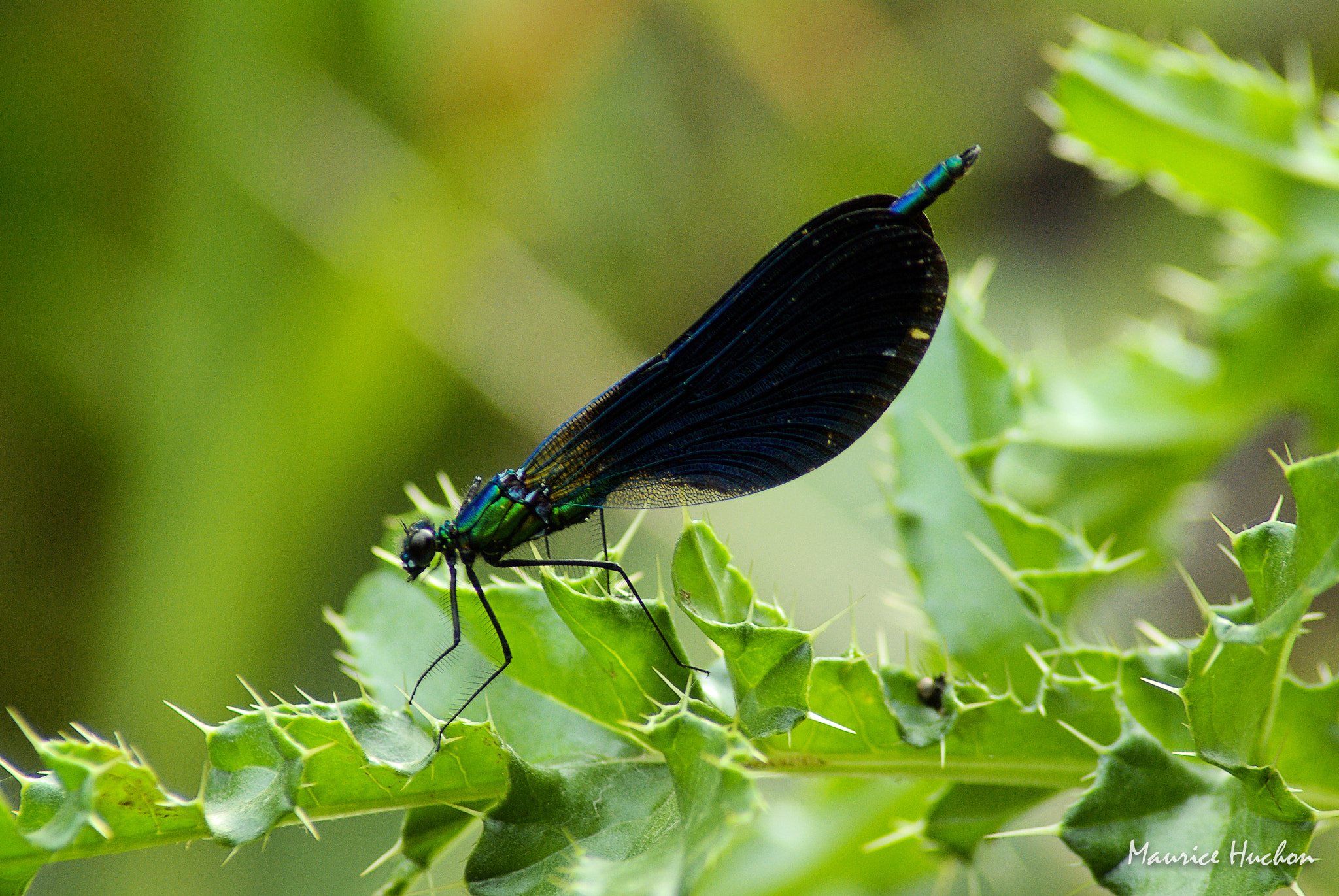 Tamron AF 70-300mm F4-5.6 Di LD Macro sample photo. La demoiselle bleue photography