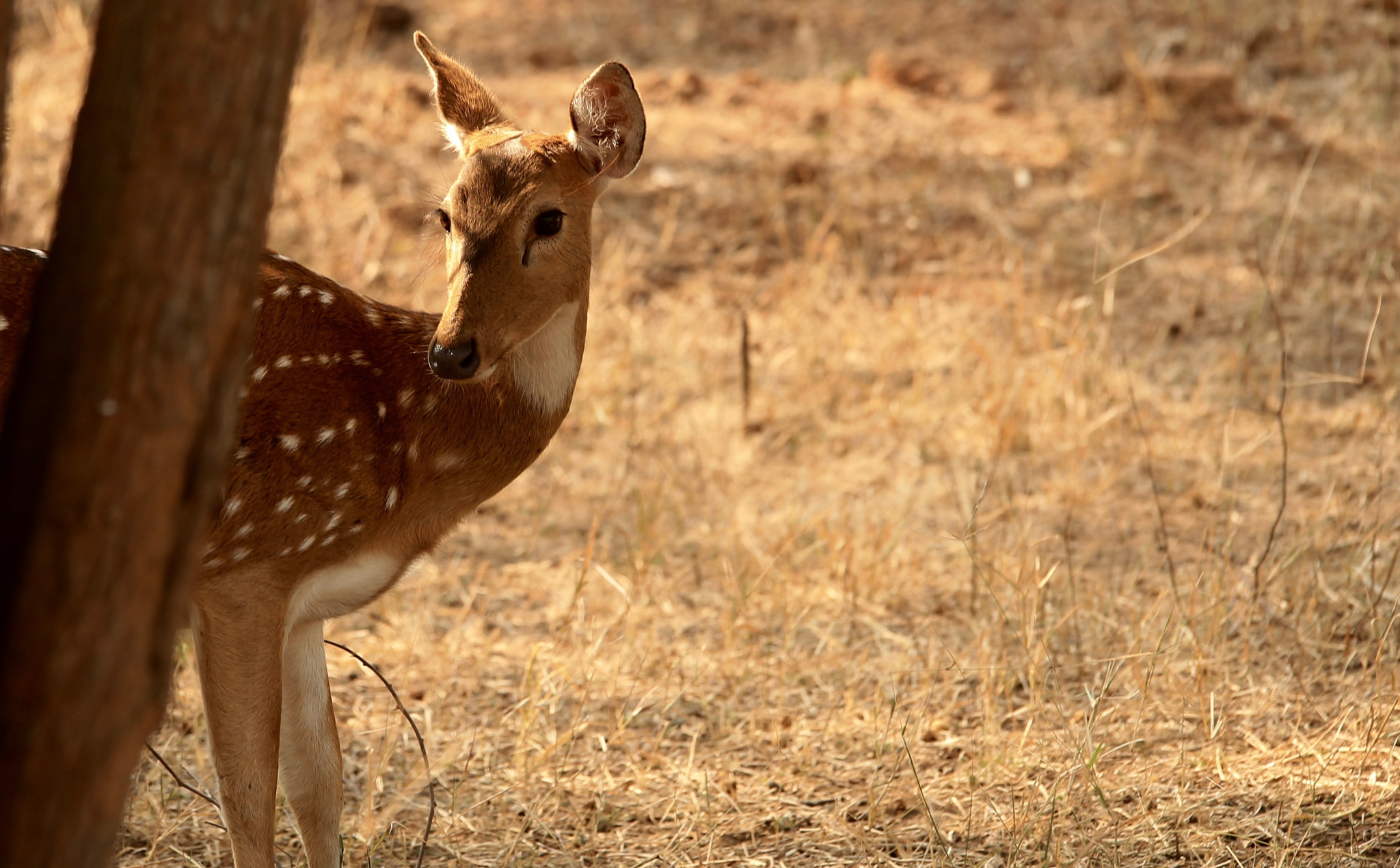 Canon EOS-1D X sample photo. Oh dear! that is one cautious deer. photography