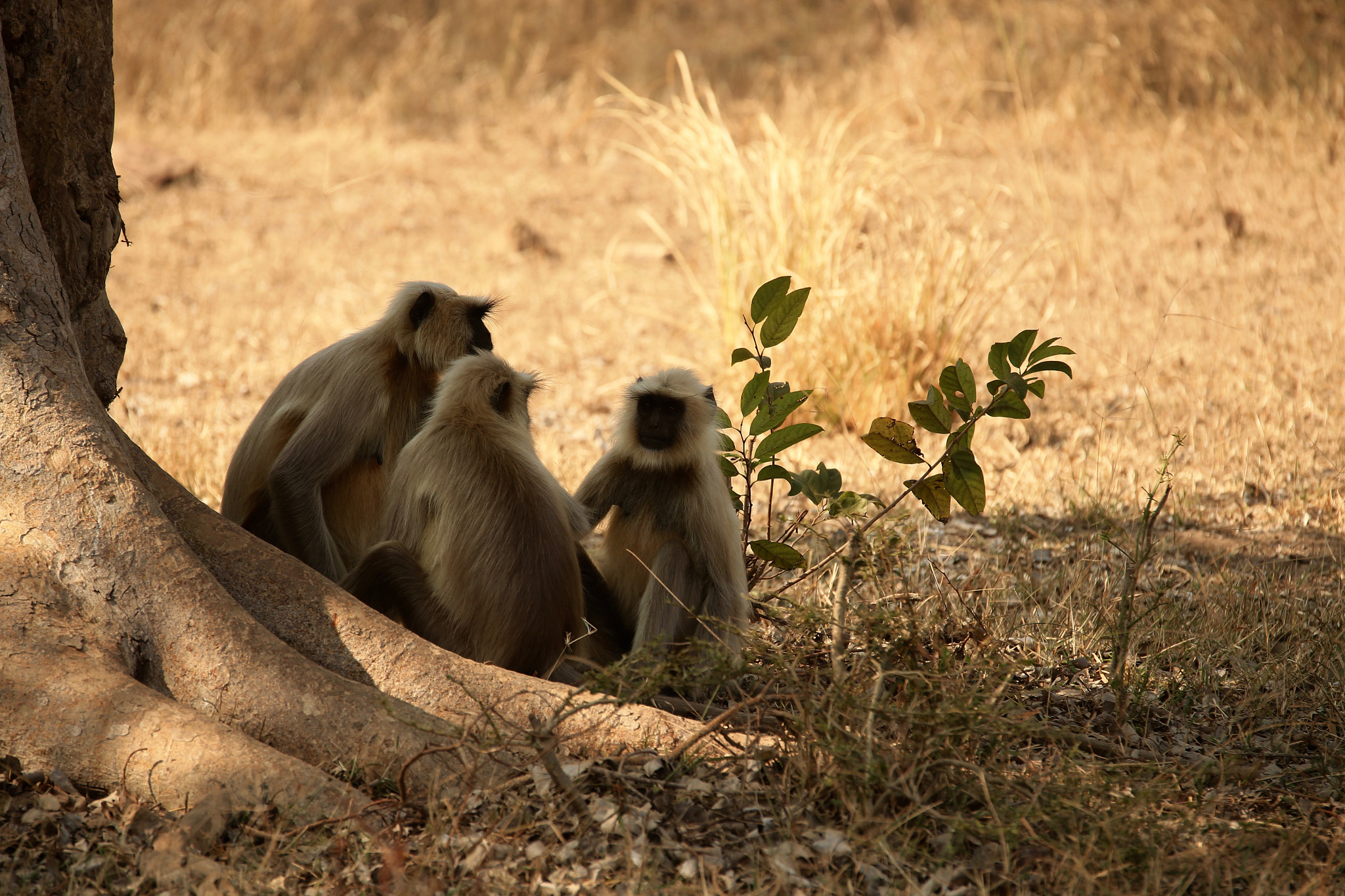 Canon EOS-1D X sample photo. Monkey business. photography