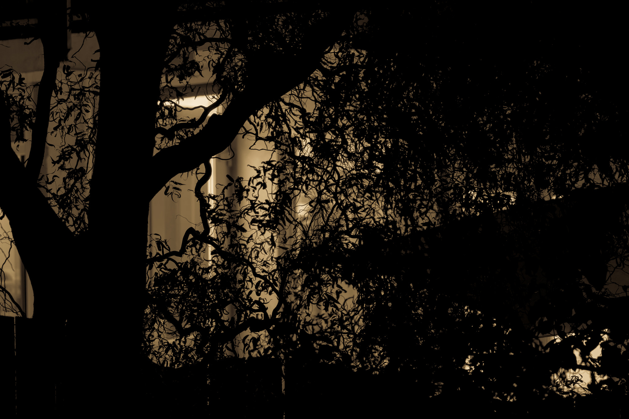 Sony a6300 + Sony FE 70-200mm F4 G OSS sample photo. Dark tree photography